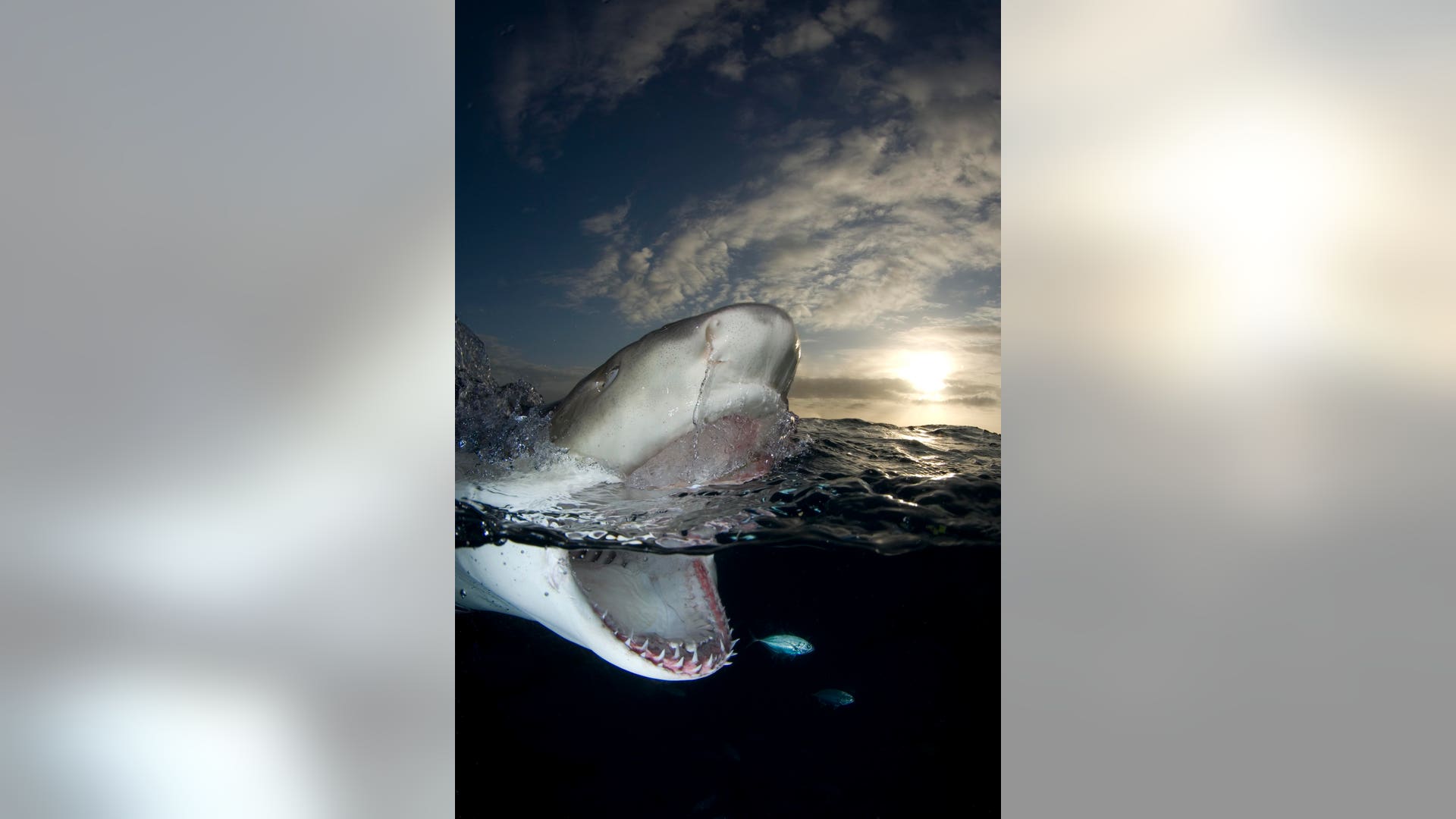 A Lemon Shark gets dinner