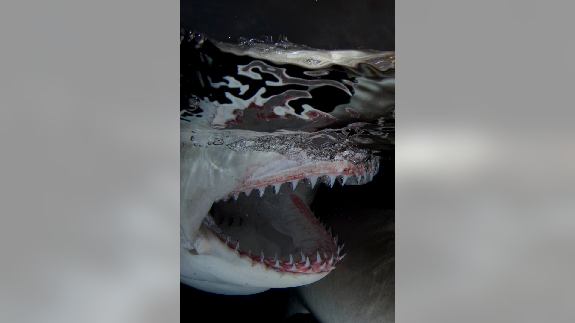Rows of Lemon Shark pearly whites