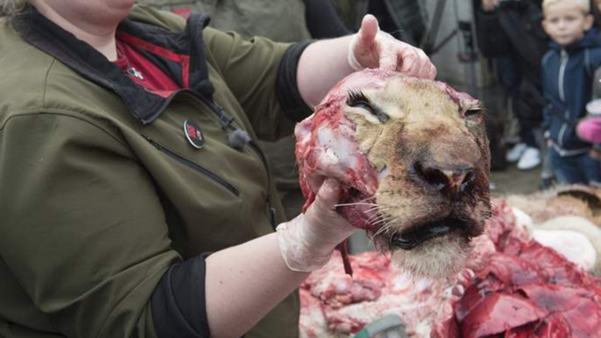 A lion is dissected in public at a Danish zoo