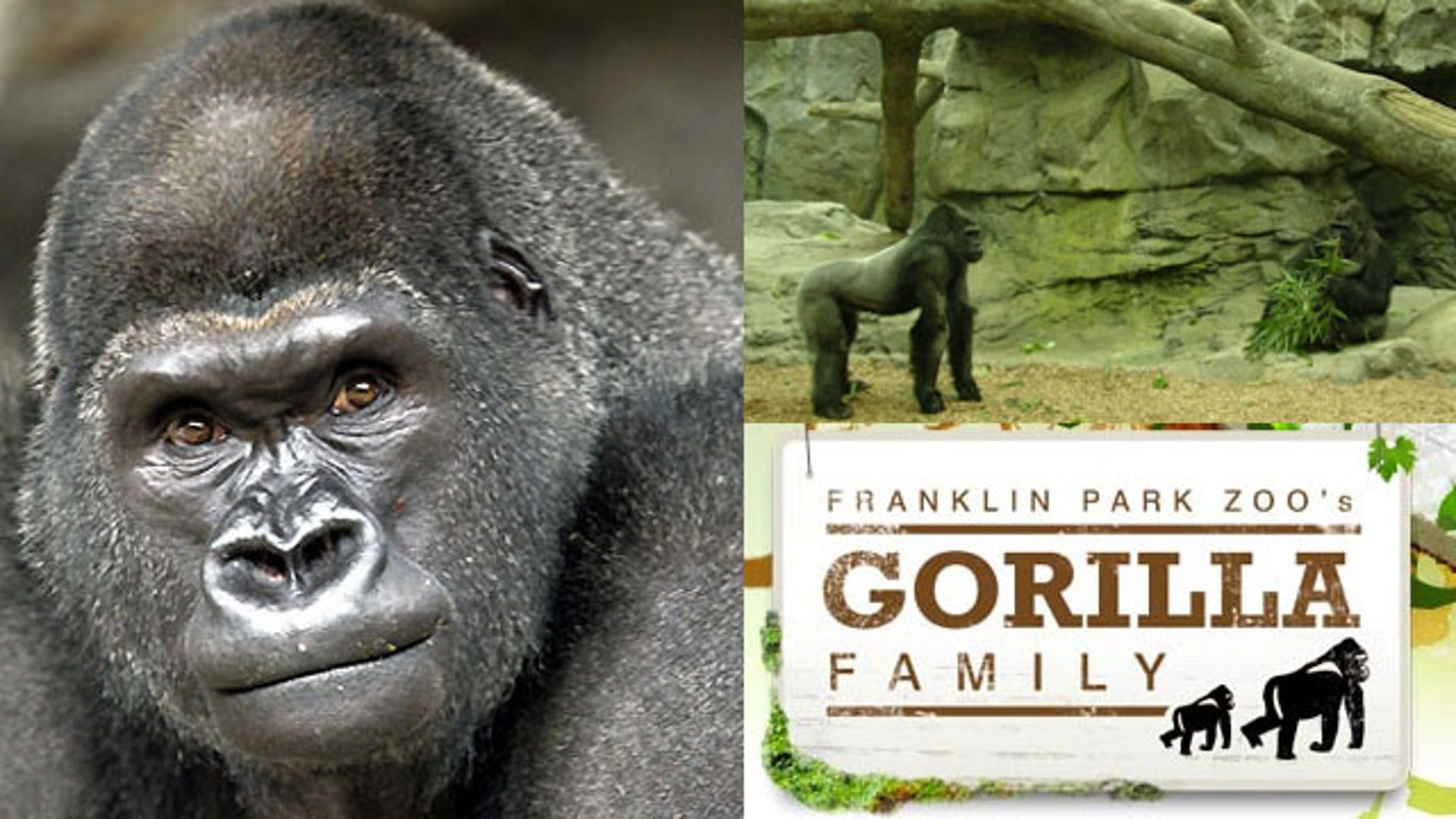 Gorilla Escapes Boston Zoo