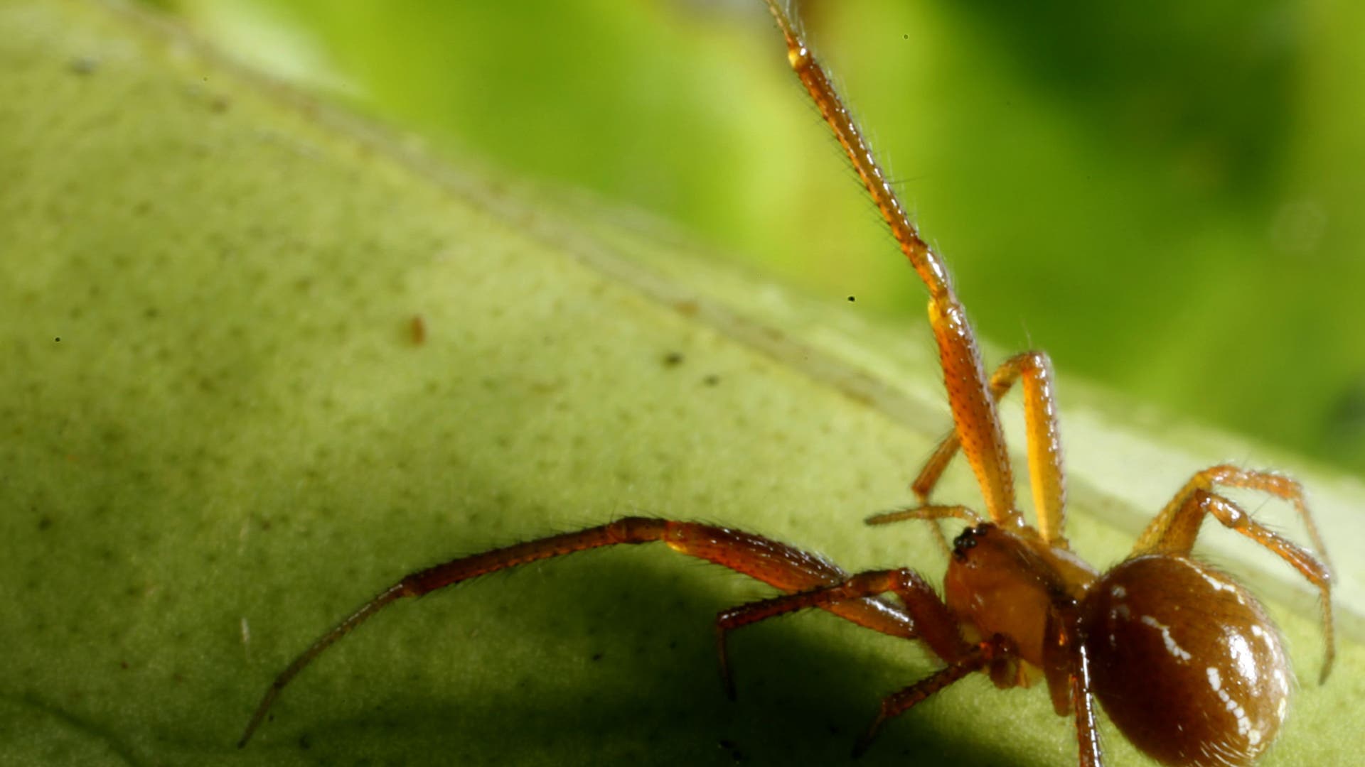 Long_Legged_Spiders