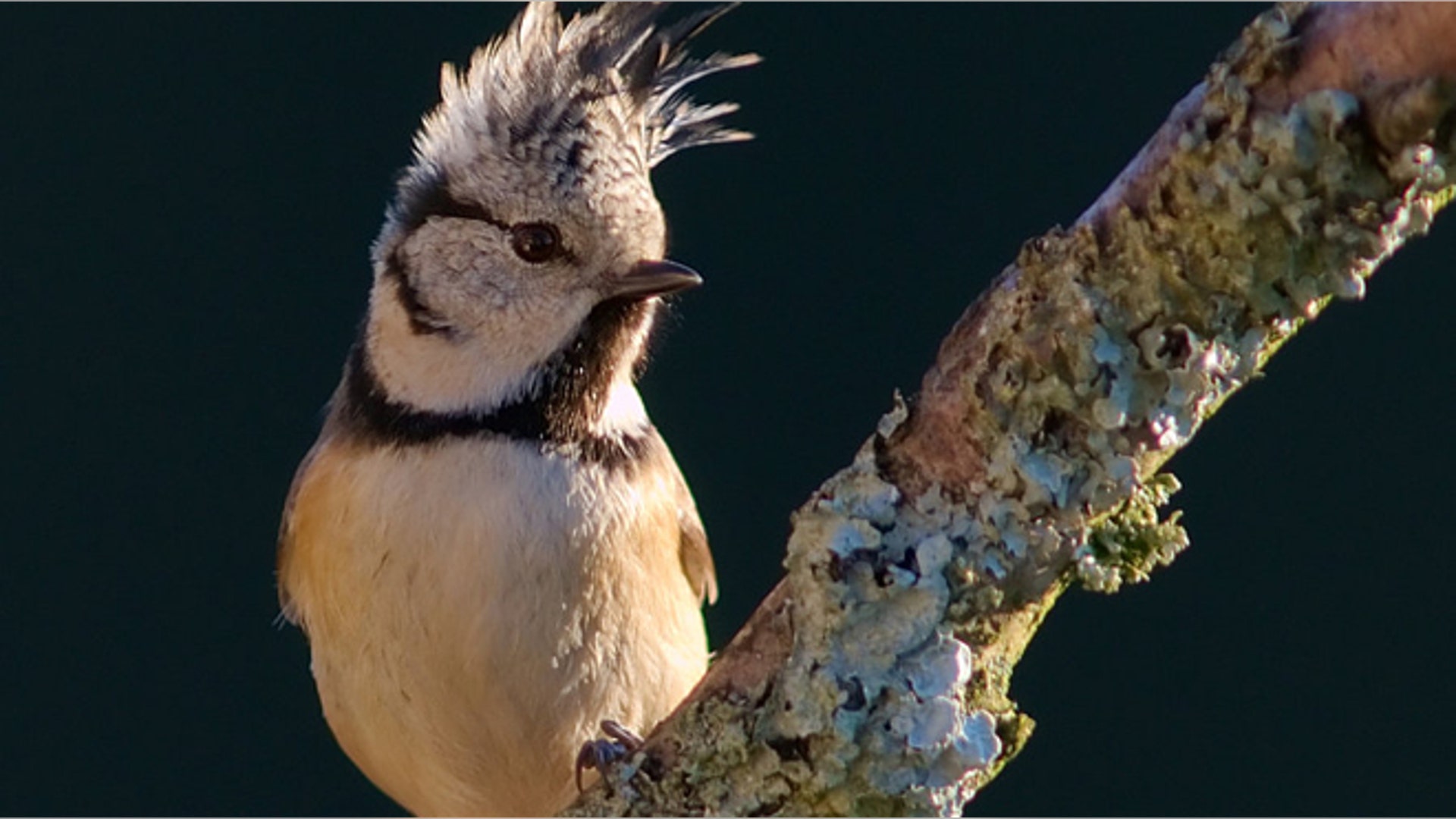 Lophophanes_cristatus_5