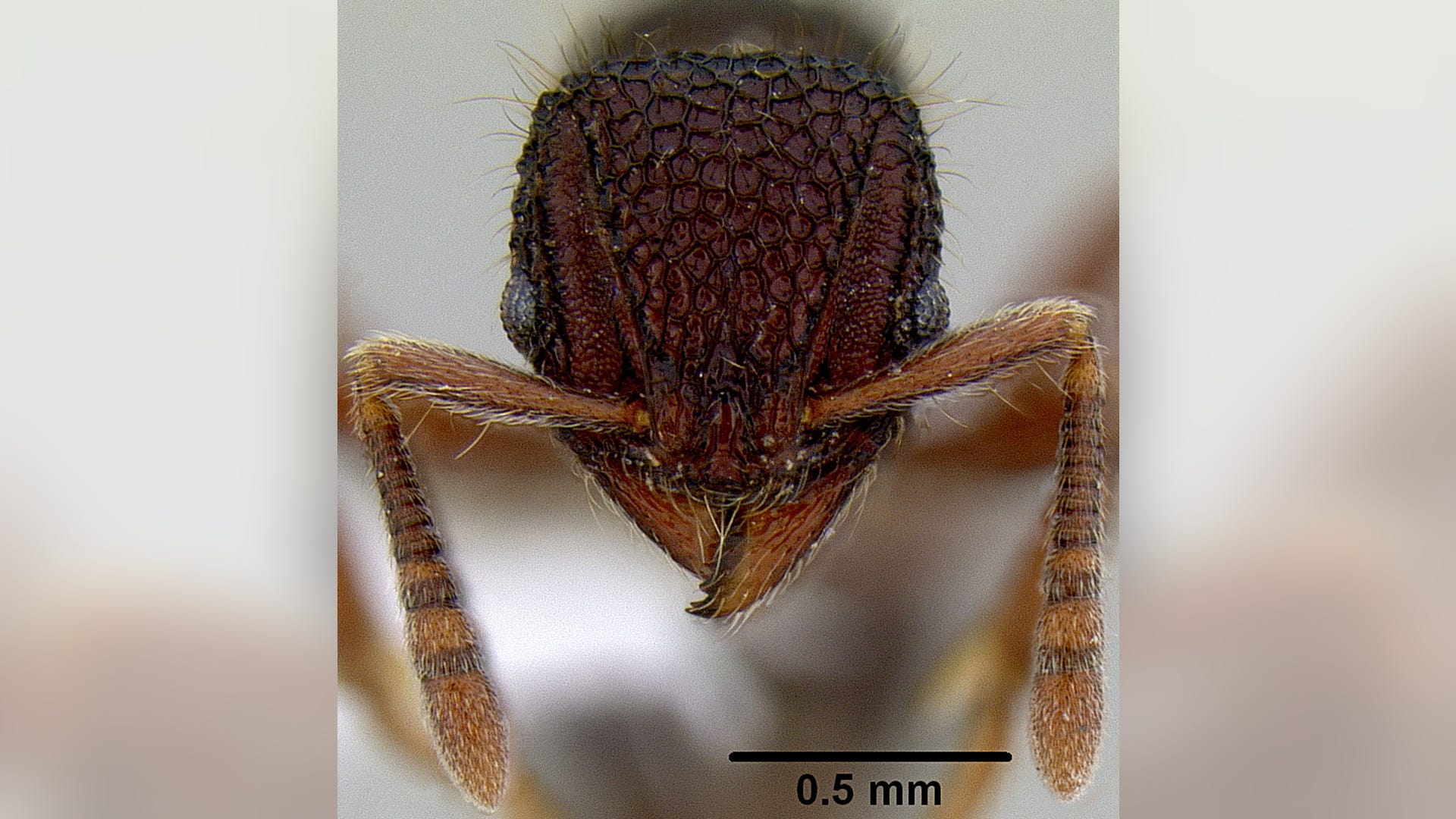 All Creatures Great and Small