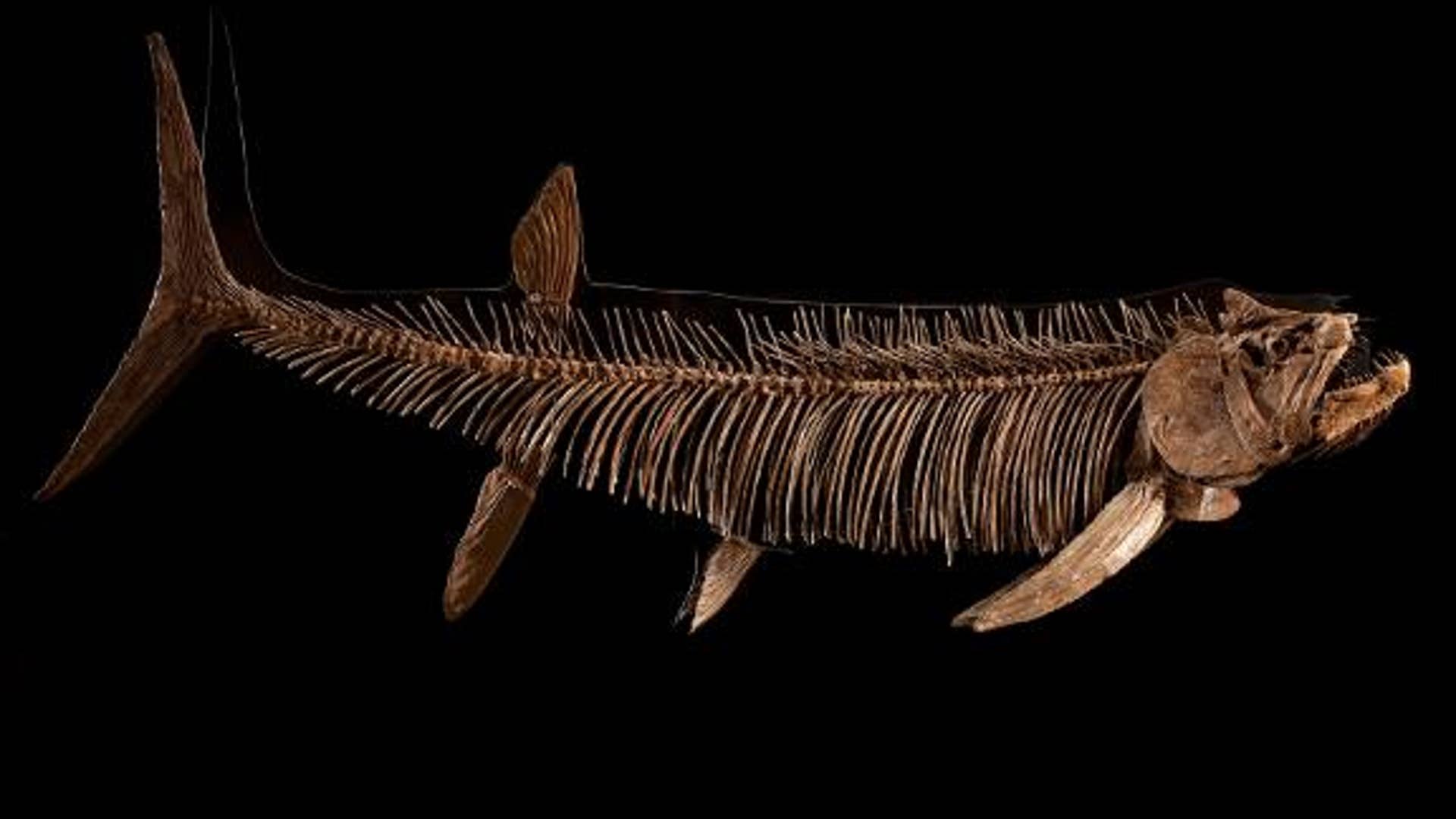 Giant Predatory Fish