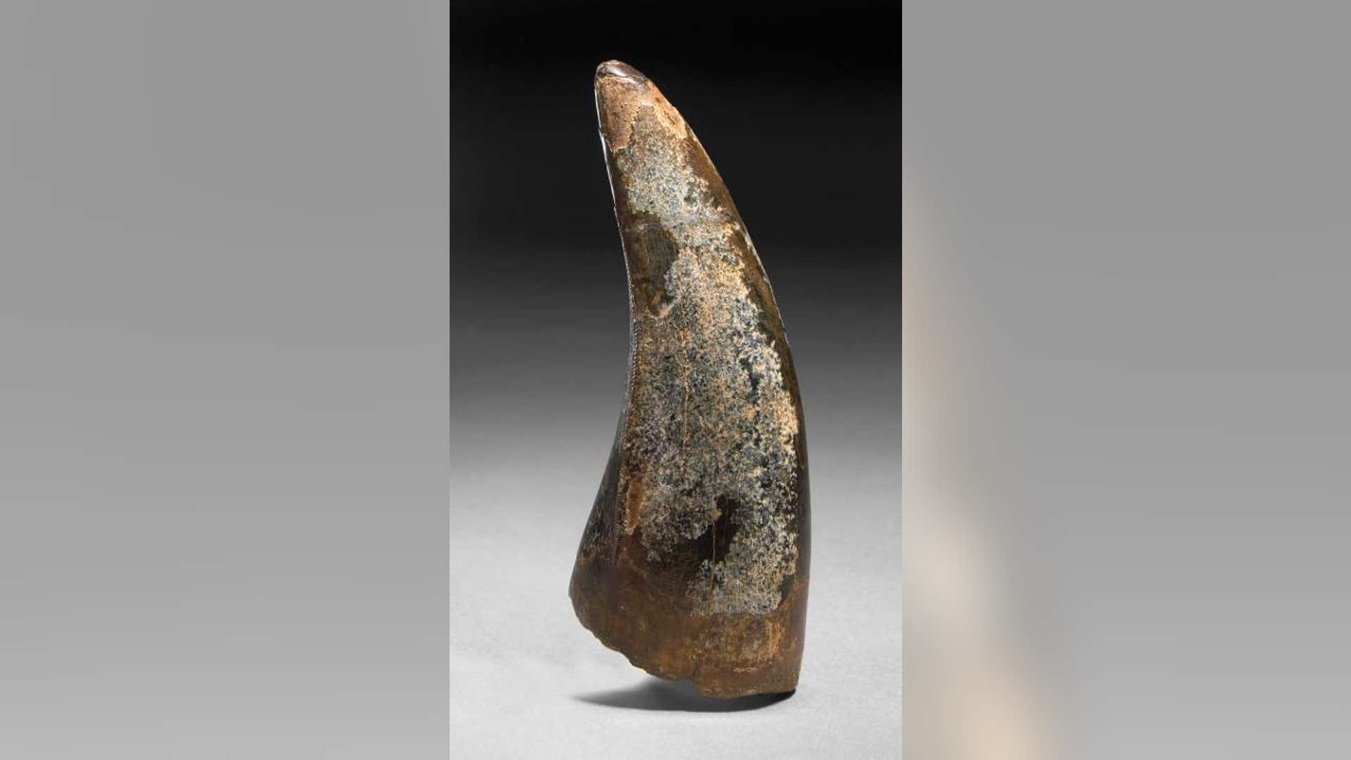 Very Large T. rex Tooth