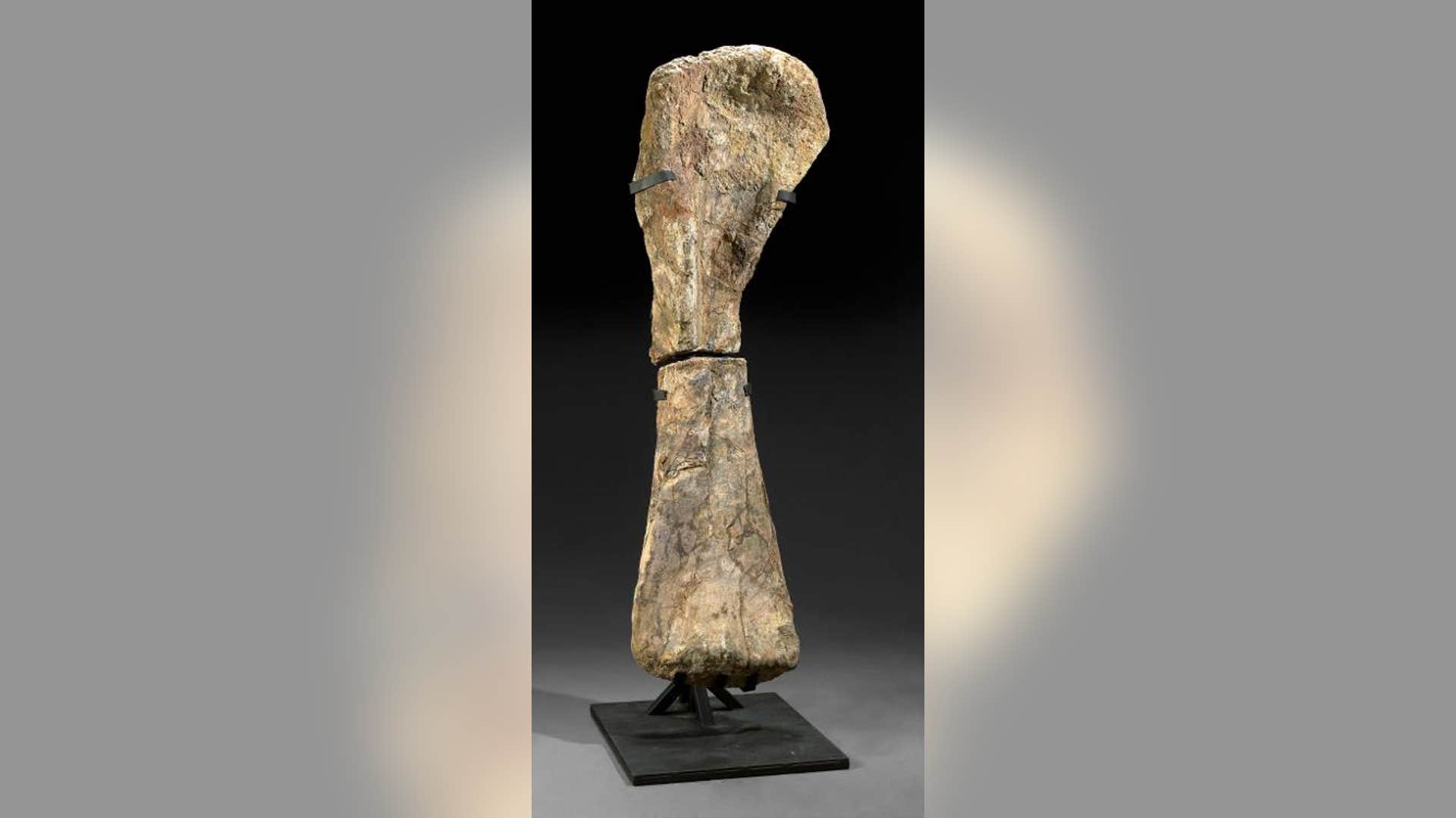 Massive Sauropod Leg Bone