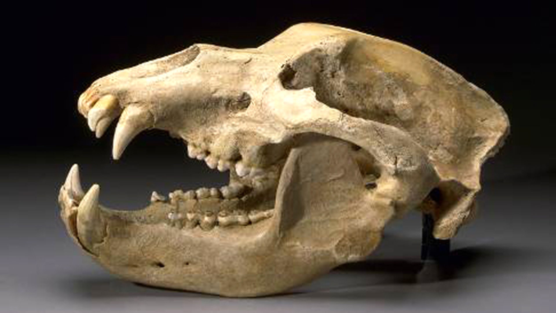 Cave Bear Skull