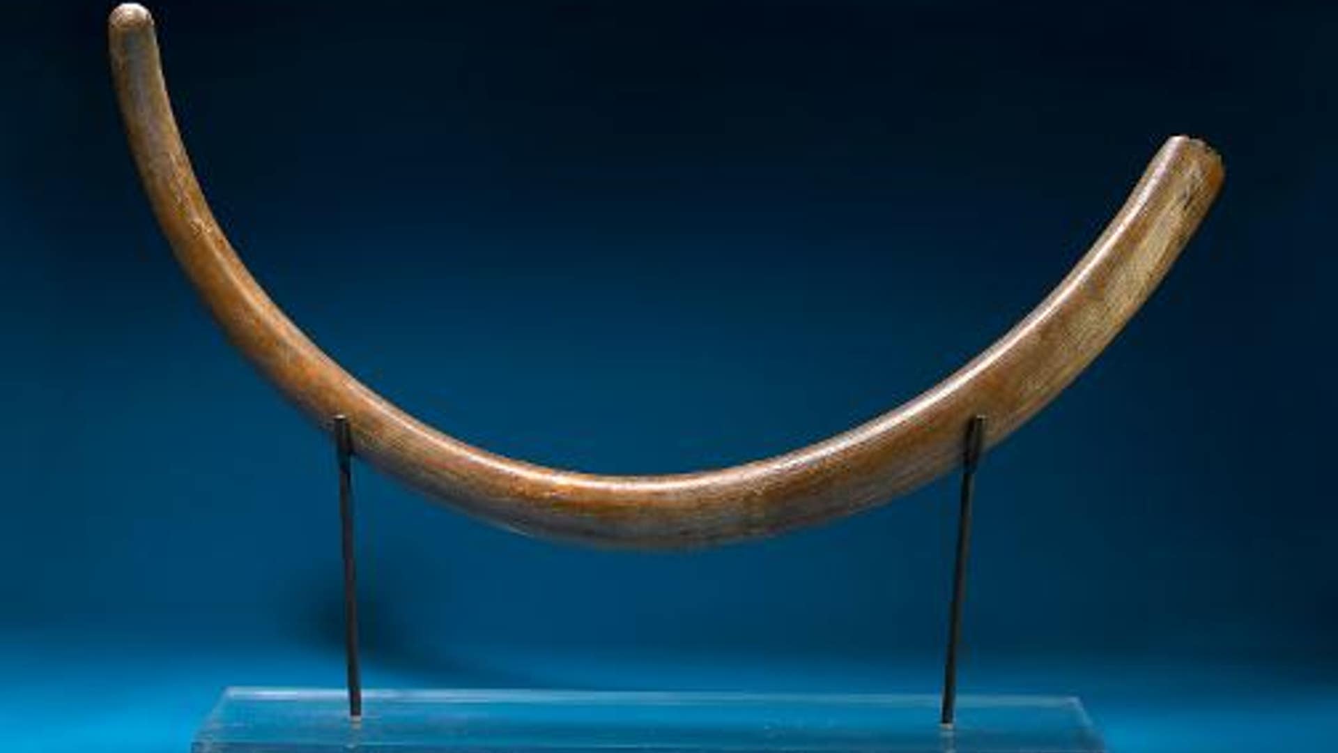Woolly Mammoth Tusk