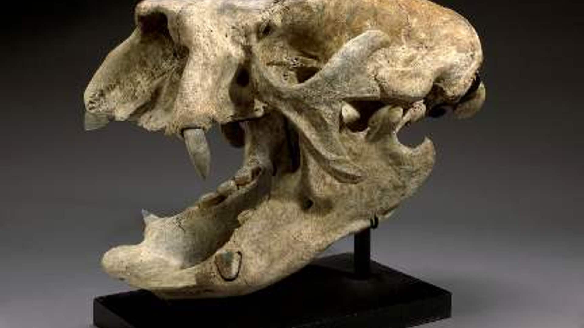 Giant Ground Sloth Skull
