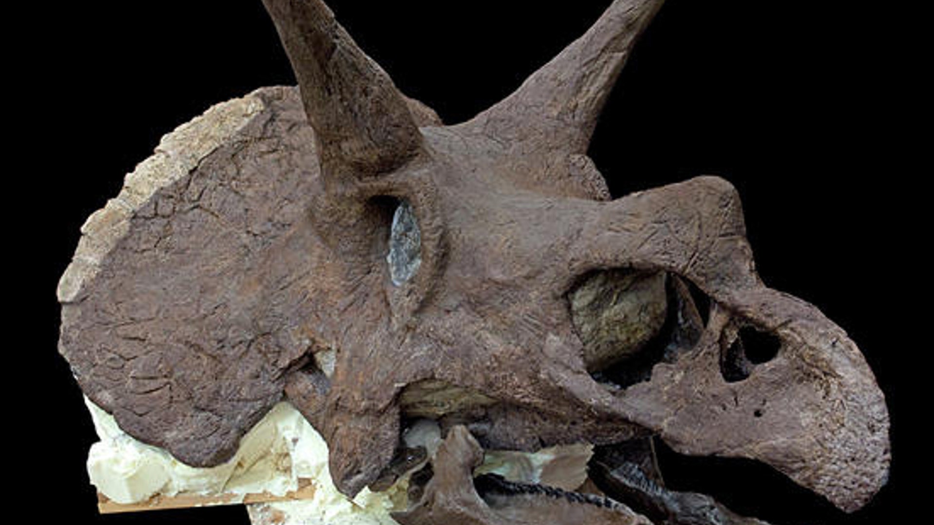 <b>Massive Triceratops Skull</b>