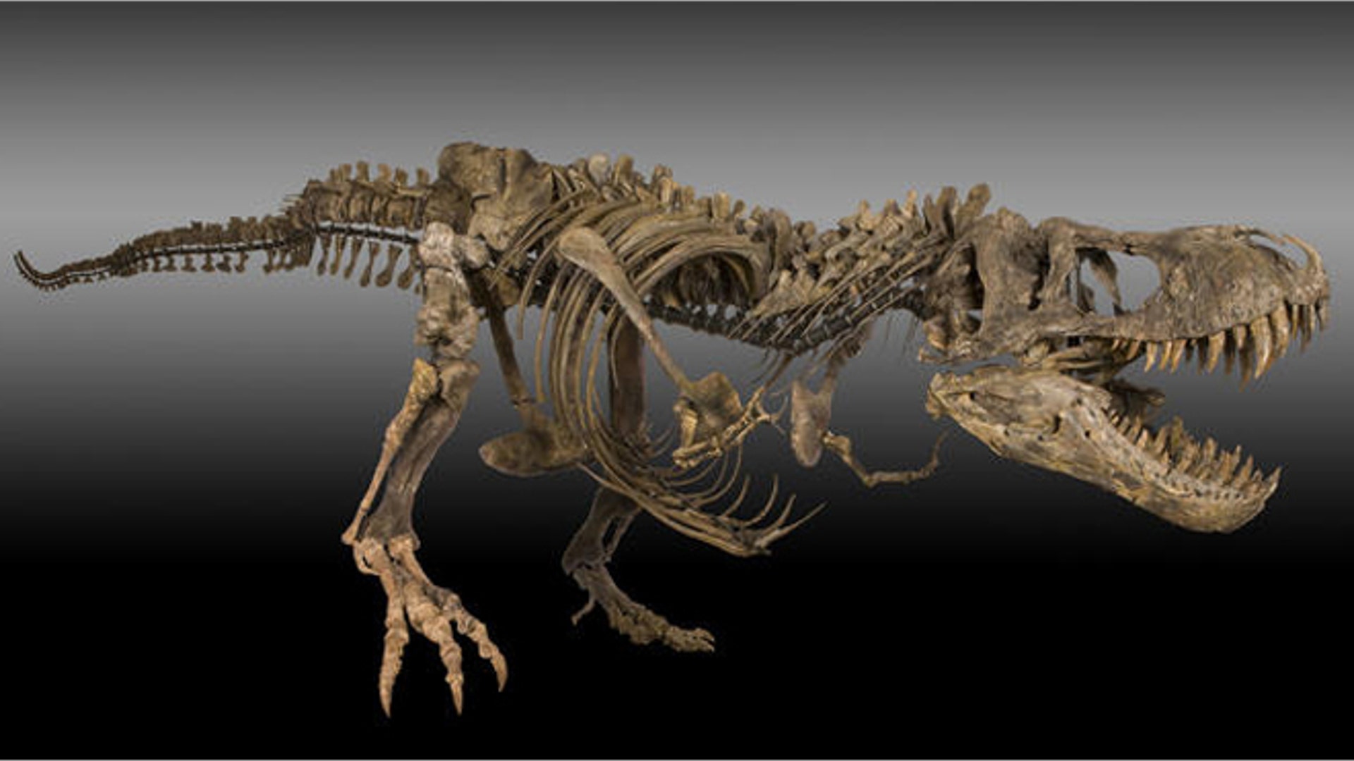 <b>Mounted Tyrannosaurus rex</b>