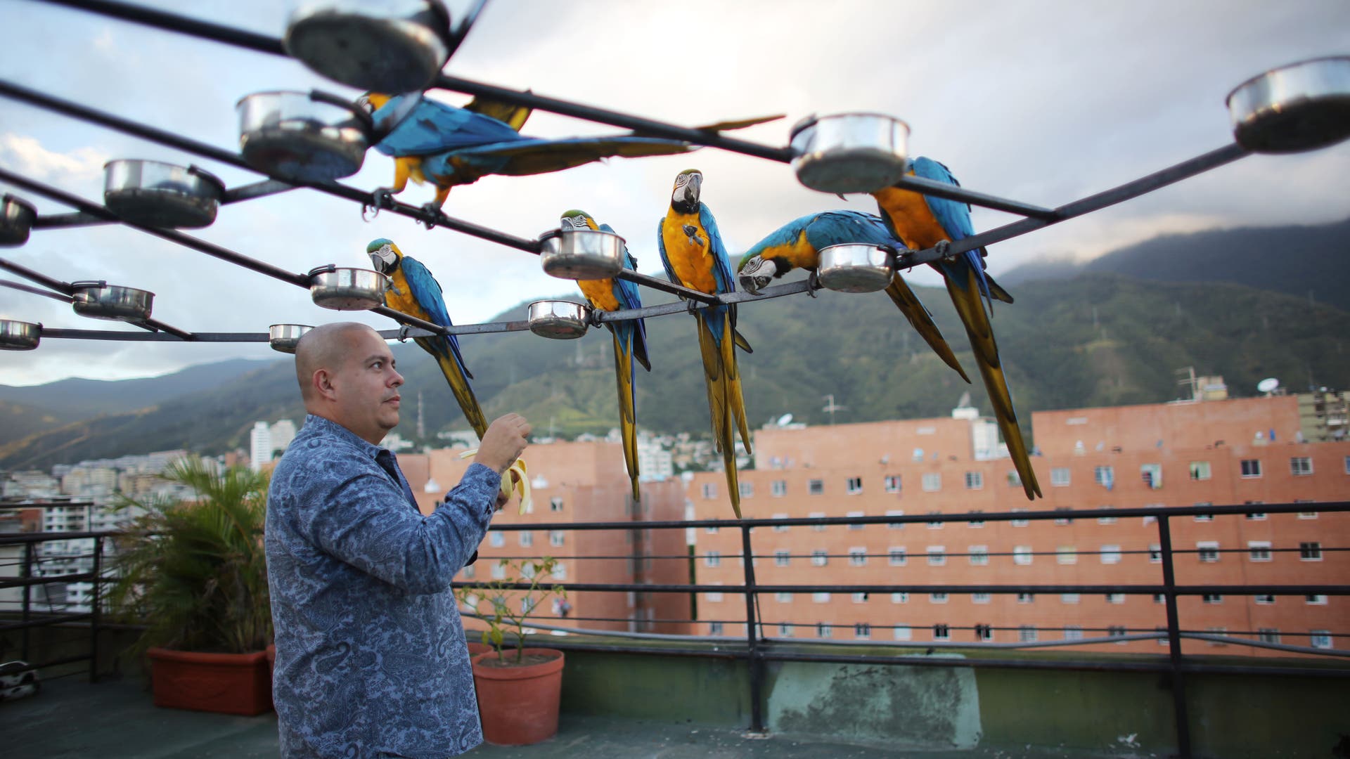 Macaw_Caracas_Venezuela__13_