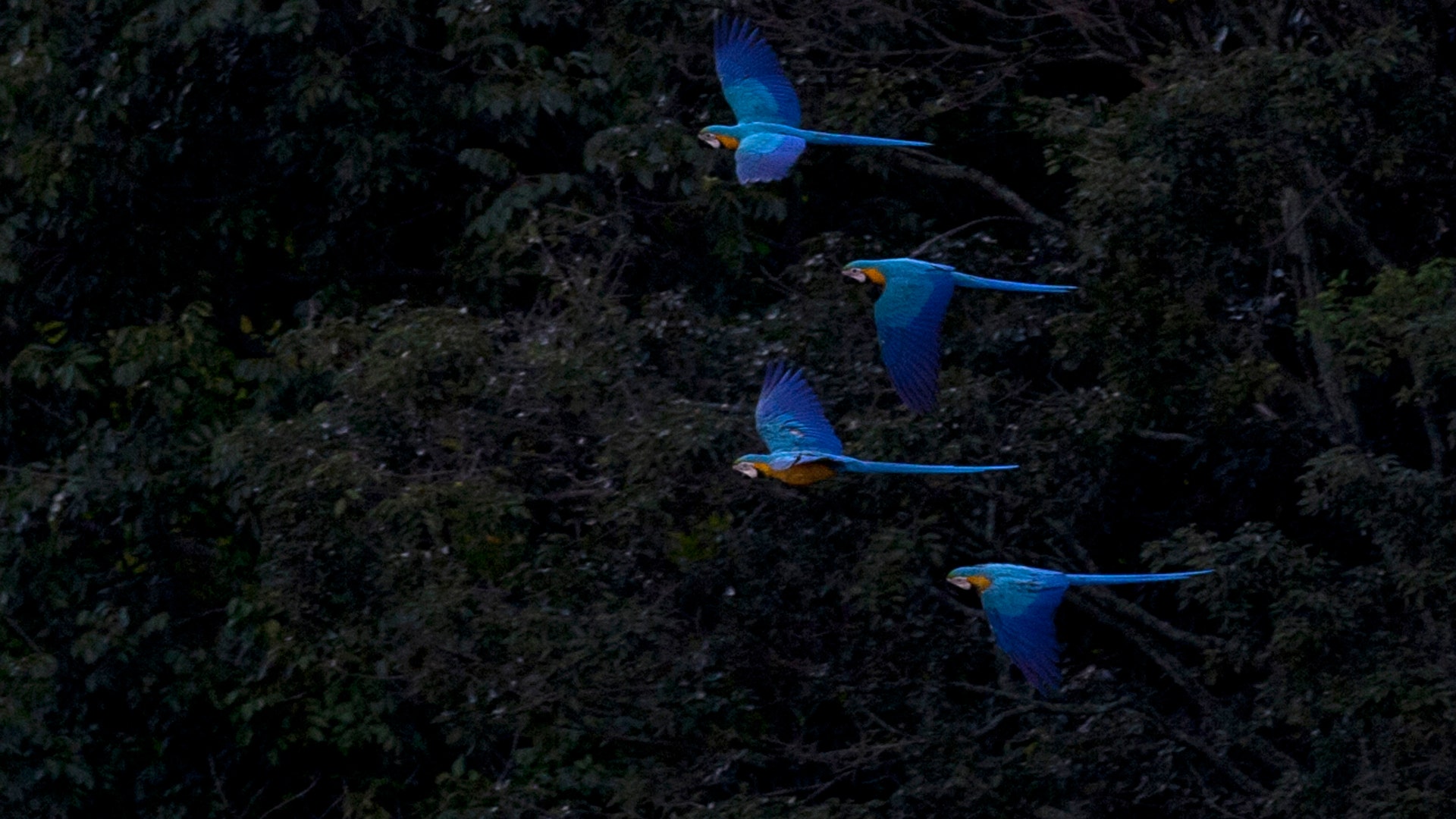 Macaw_Caracas_Venezuela__14_
