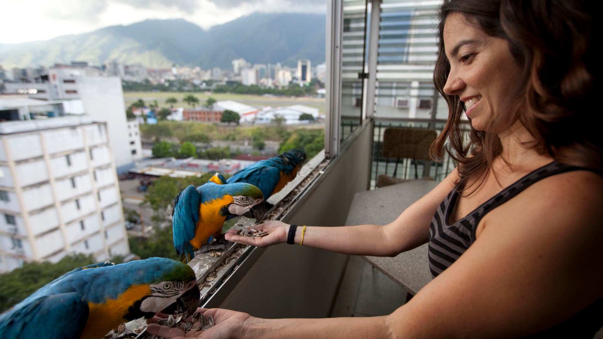 Macaw_Caracas_Venezuela__15_