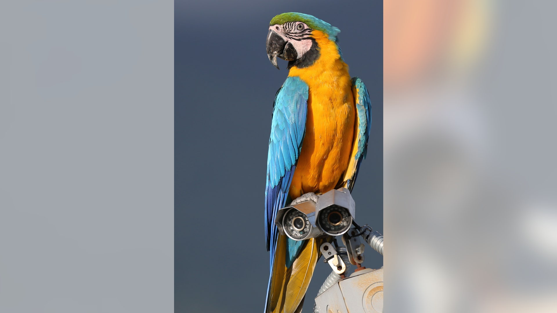 Macaw_Caracas_Venezuela__4_