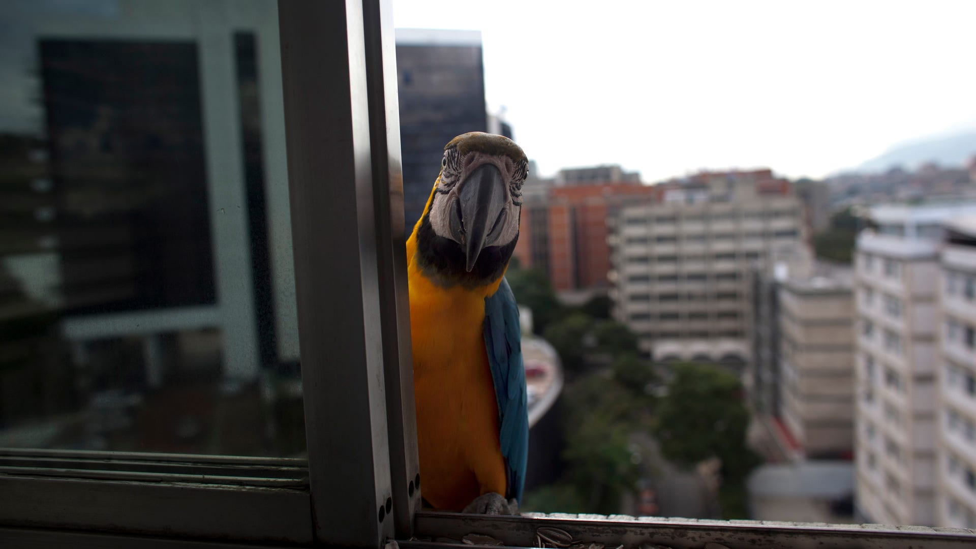 Macaw_Caracas_Venezuela__5_