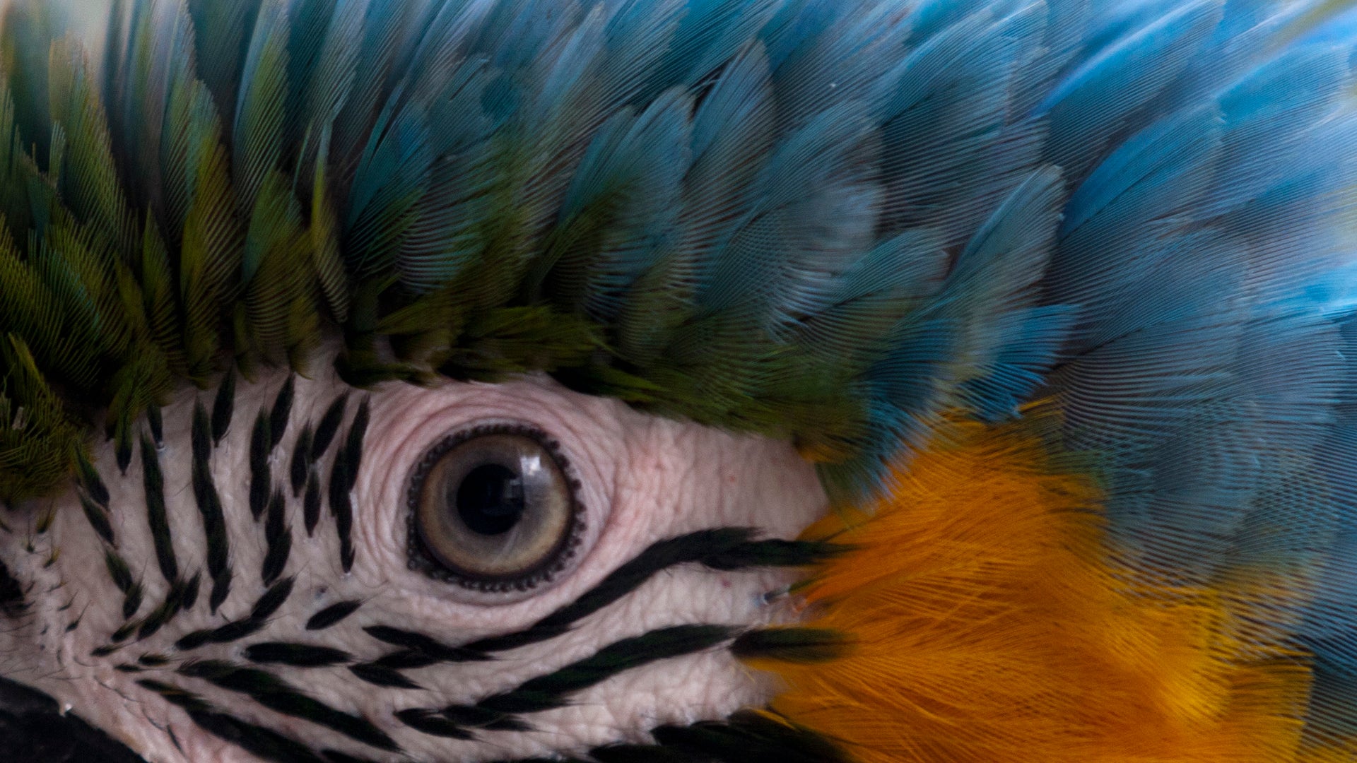 Macaw_Caracas_Venezuela__8_