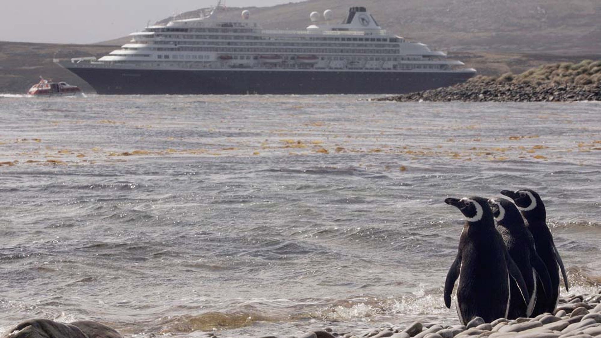 Magellanic penguins 1