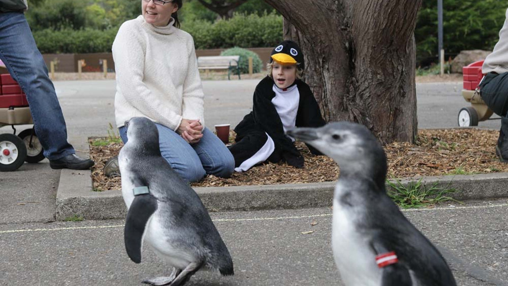 Magellanic penguins 2