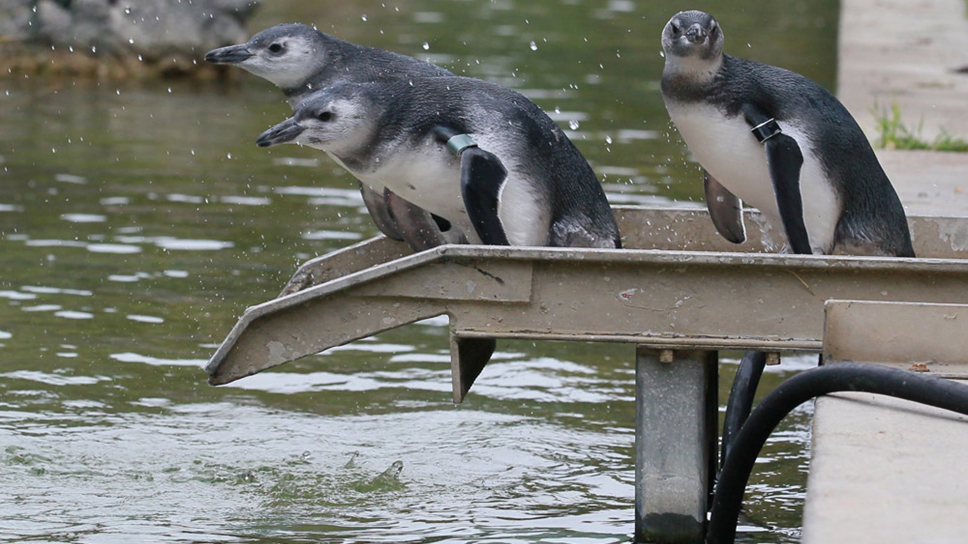 Magellanic penguins3