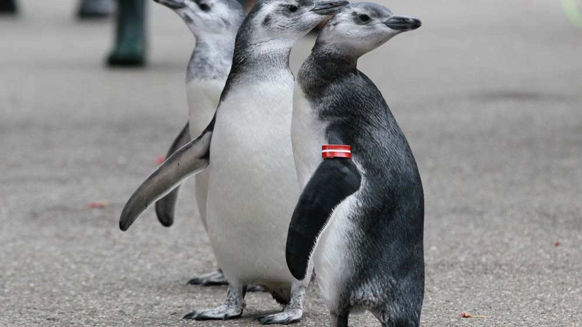 Magellanic penguins 5