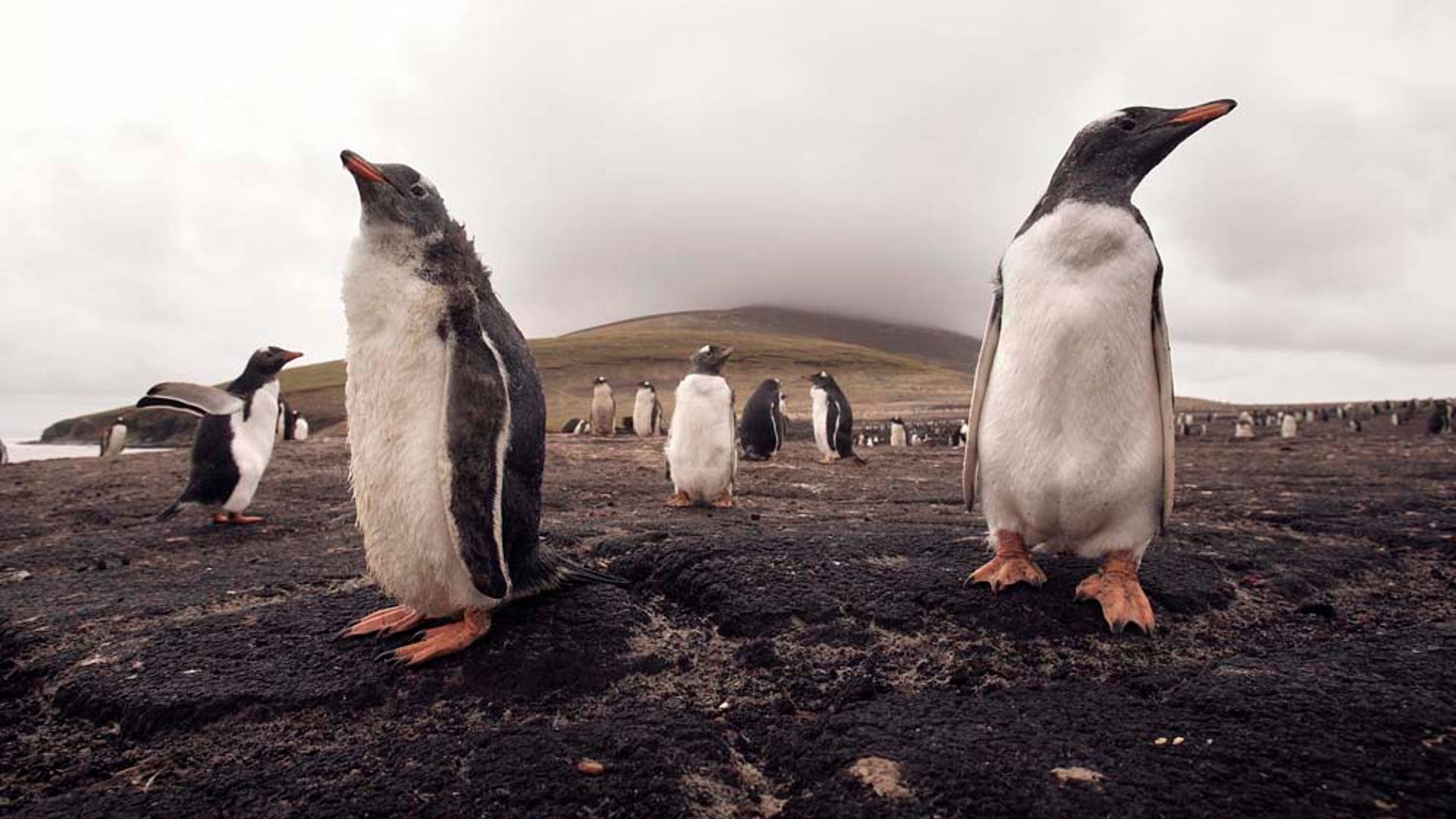 Magellanic penguins 8
