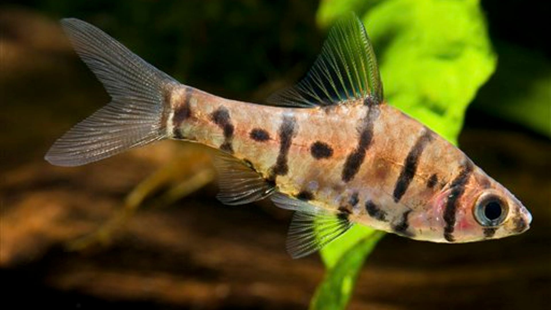 Meet Eirmotus insignis