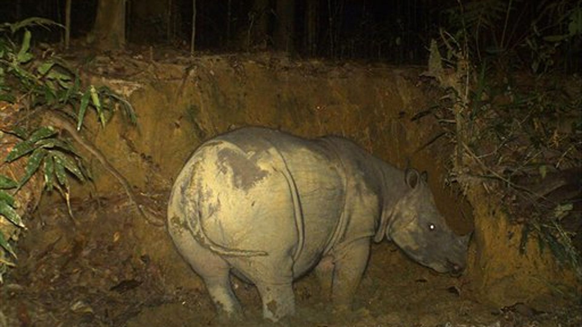 Pregnant Sumatran Rhino