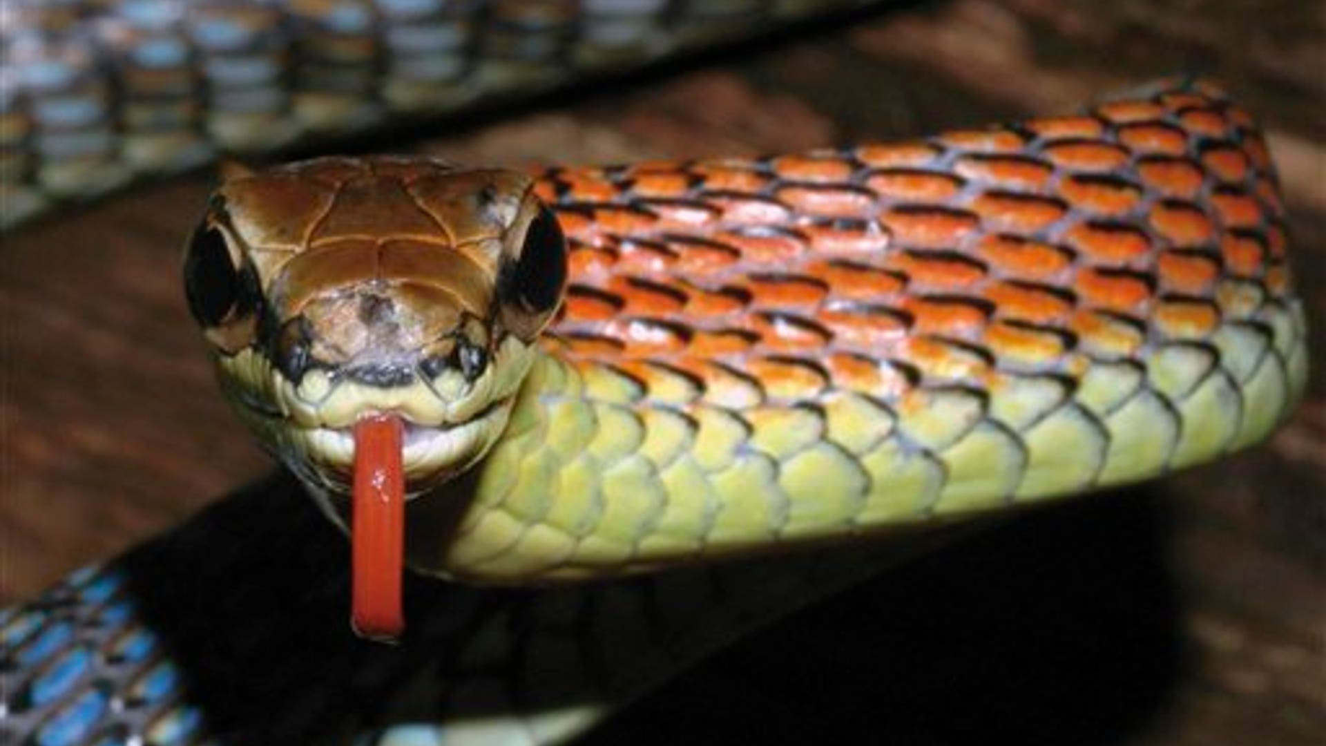 Flame-Colored Snake