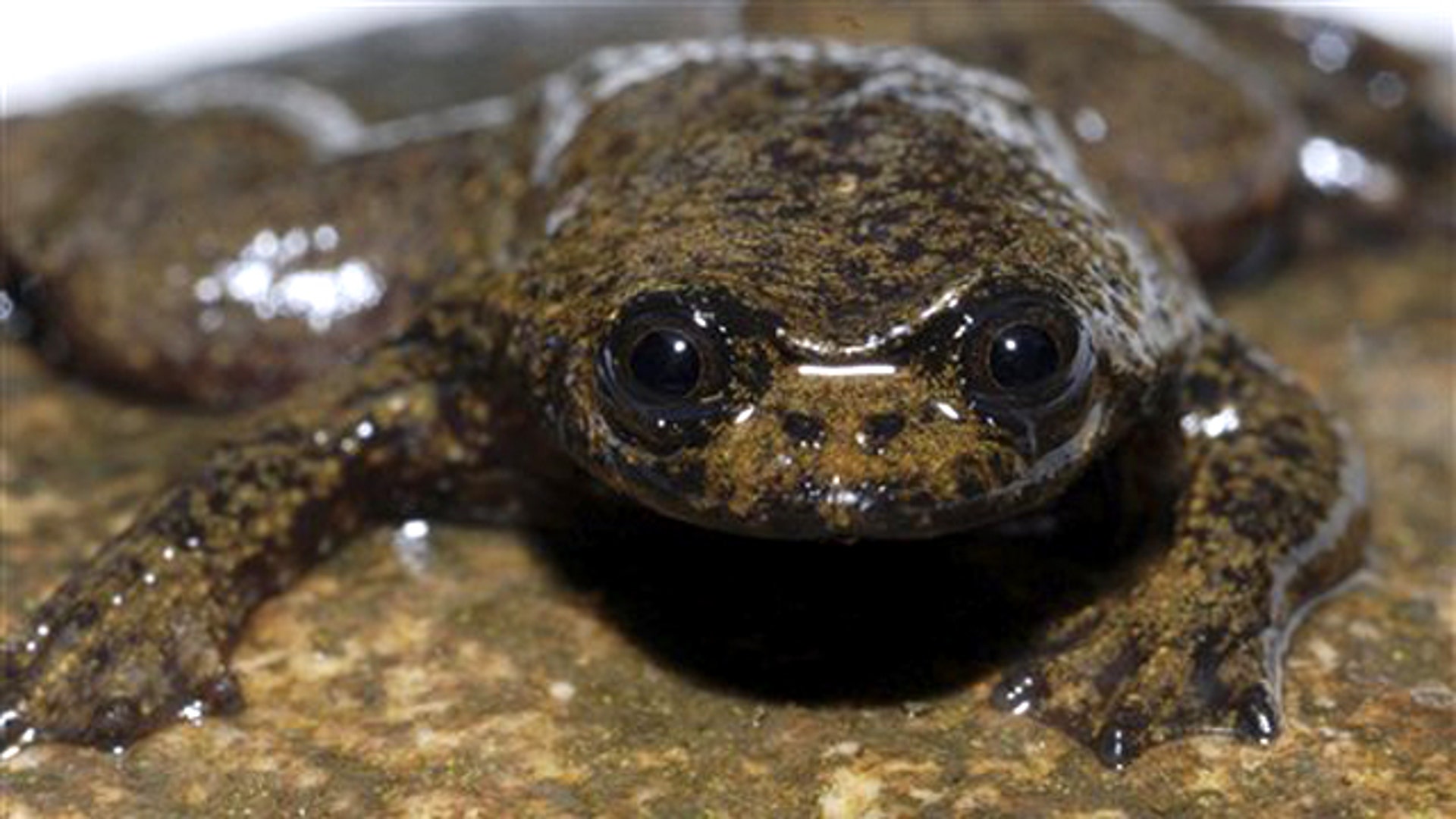 The Lungless Frog
