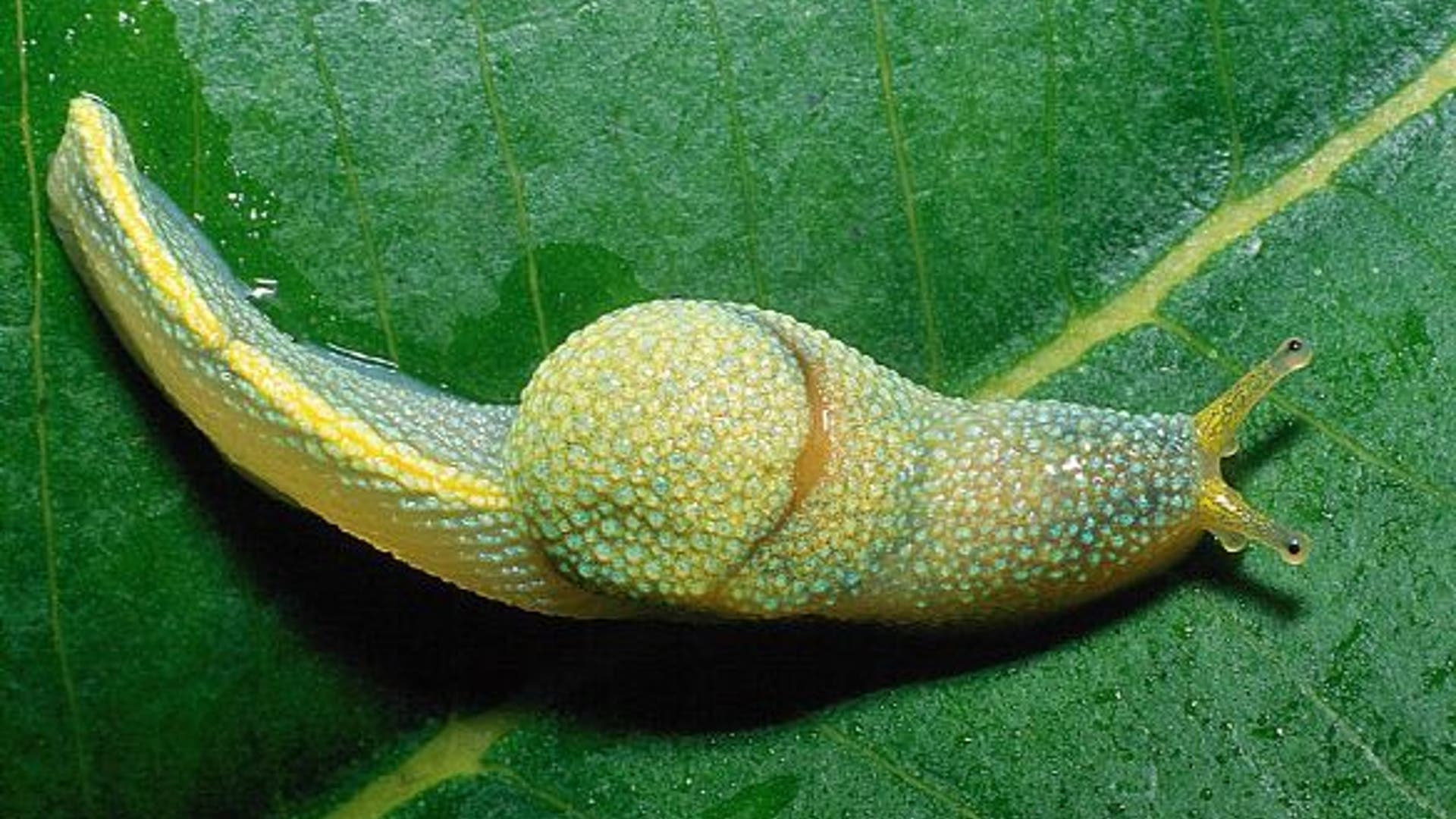 'Love Darts' From a Slug?