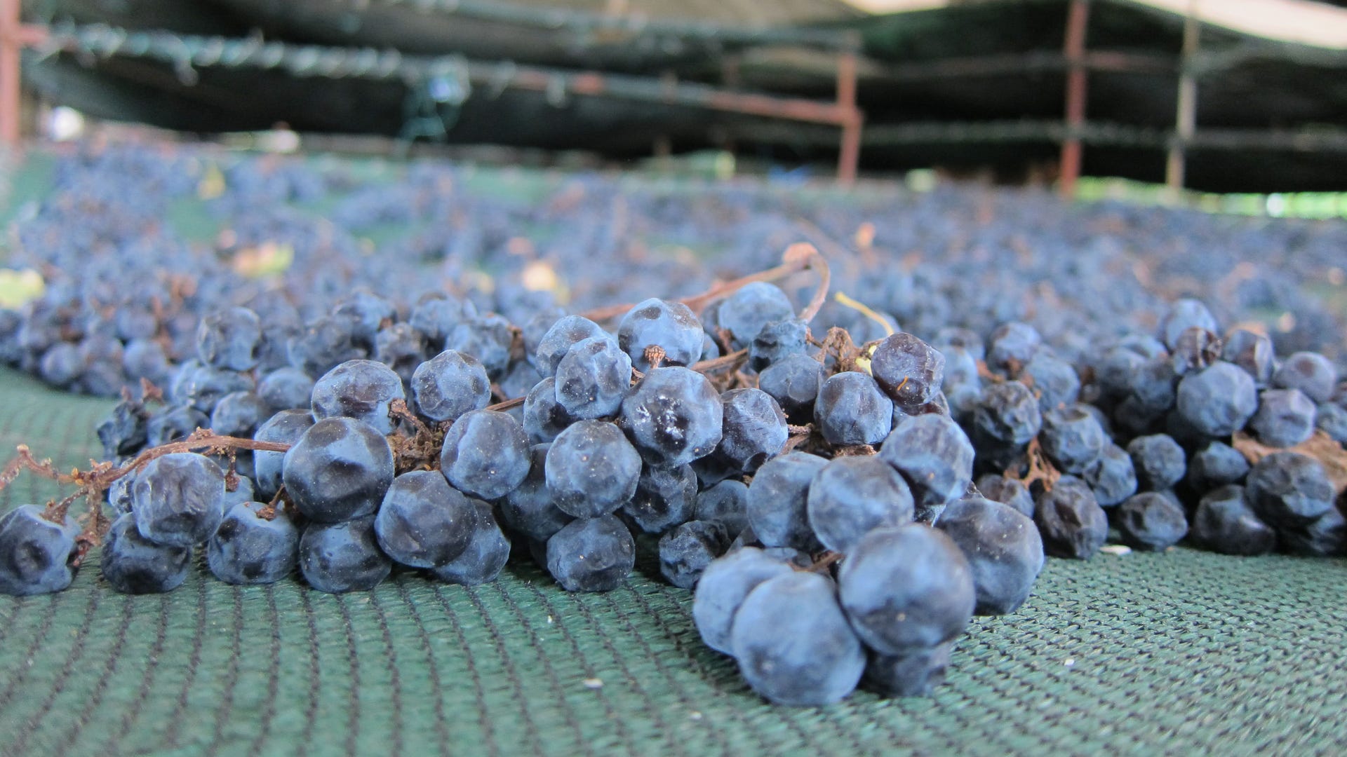 Malbec_drying_for_Amarone_style_wine
