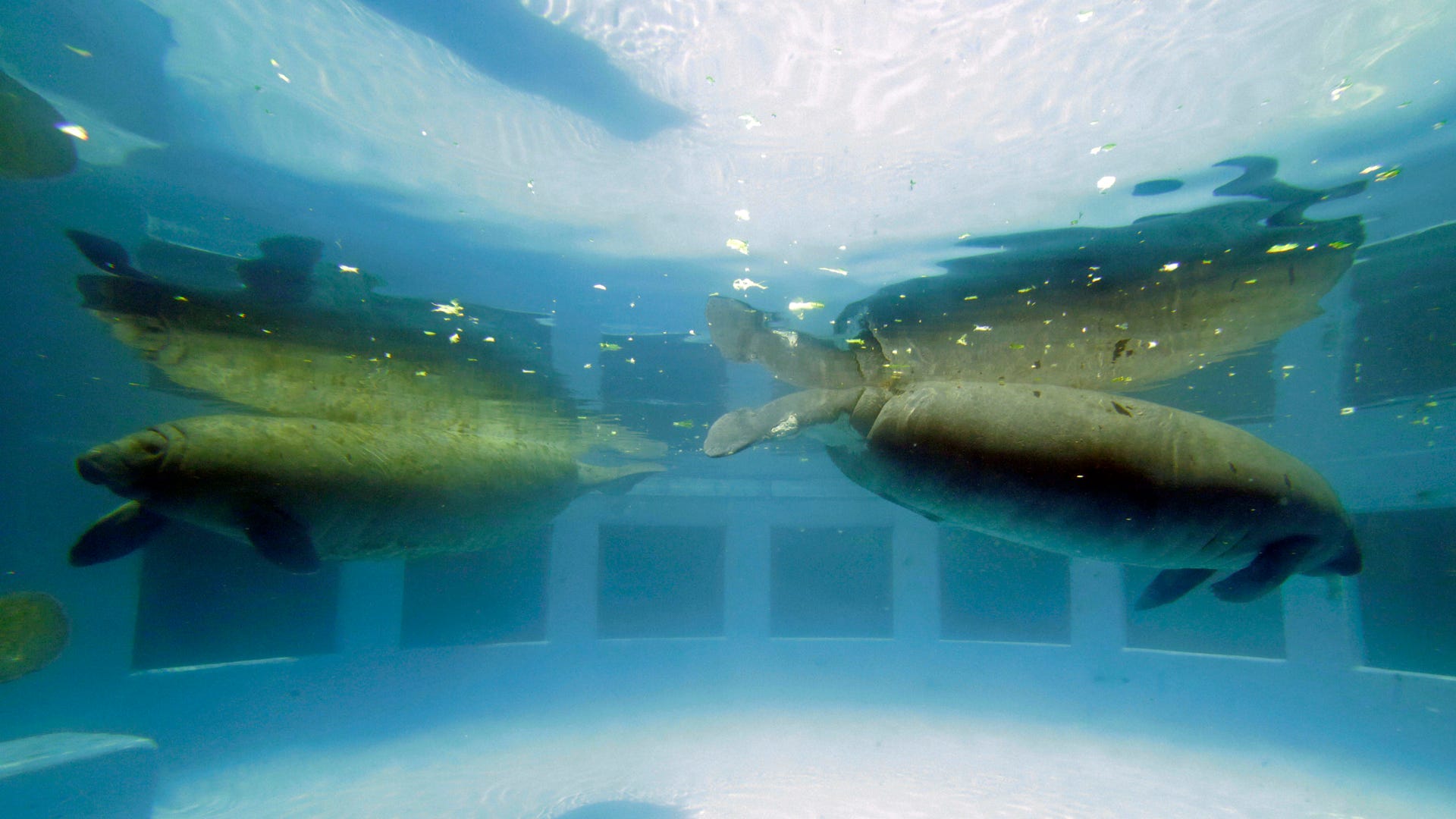 Florida Manatees Back From The Brink Of Extinction Face New Challenge