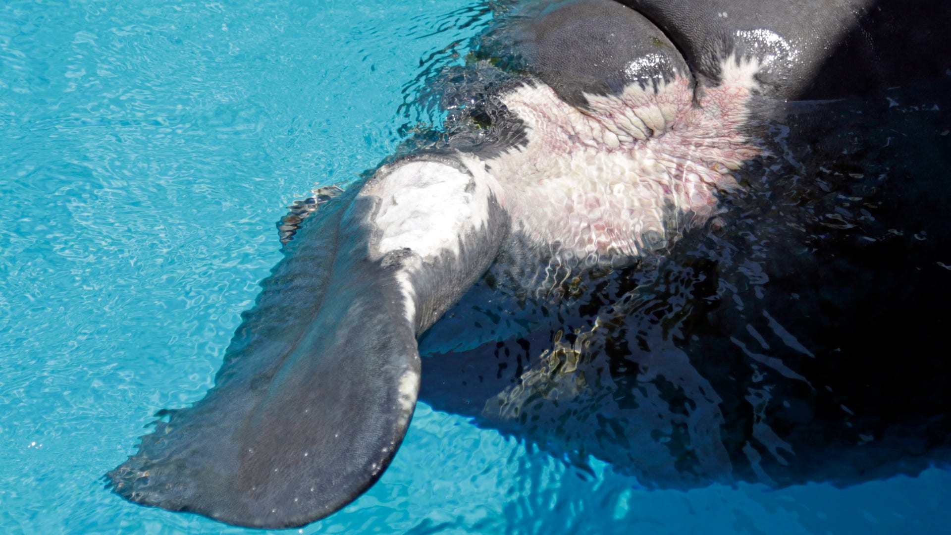 Manatees_Endangered_FNL__2_