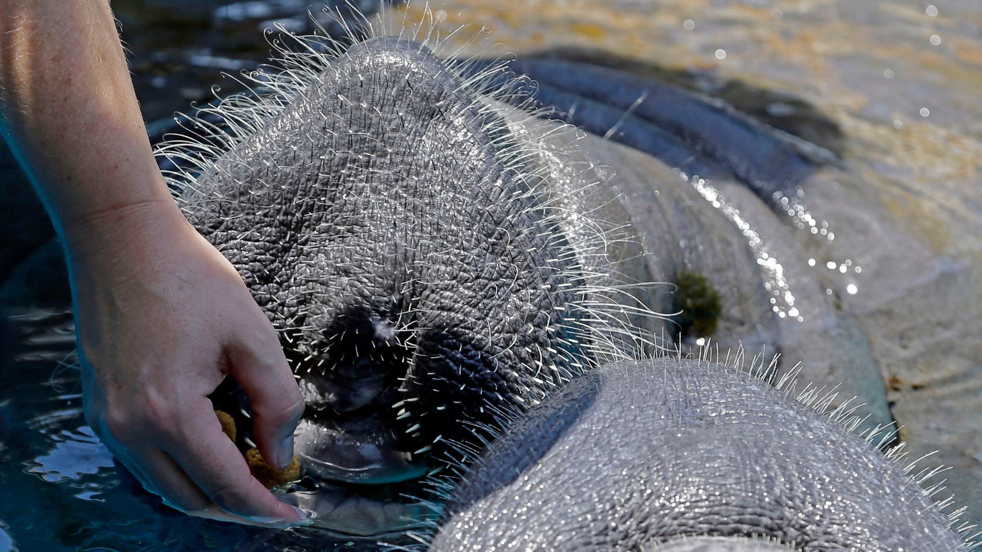 Florida Manatees Back From The Brink Of Extinction Face New Challenge