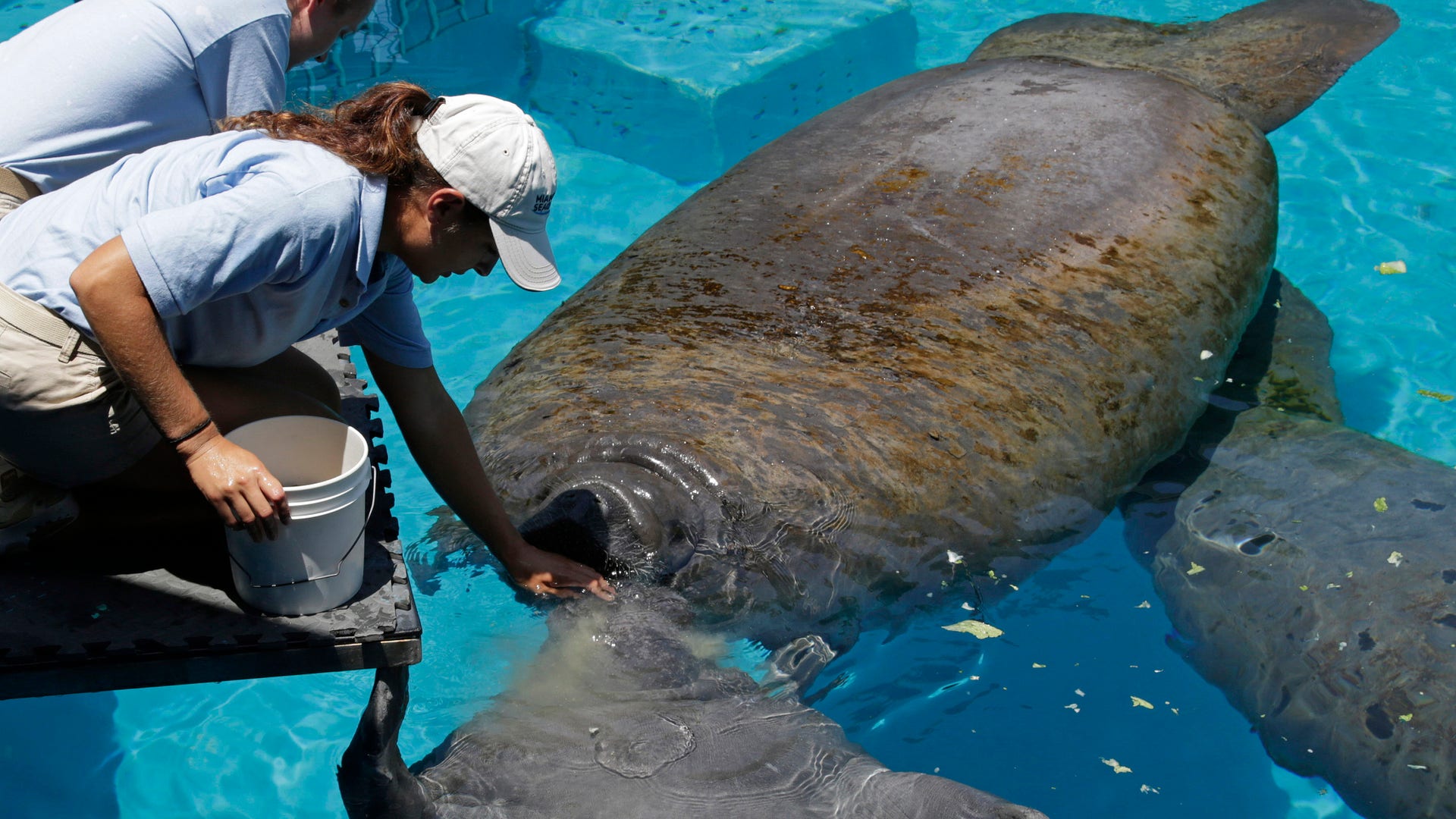 Florida Manatees Back From The Brink Of Extinction Face New Challenge
