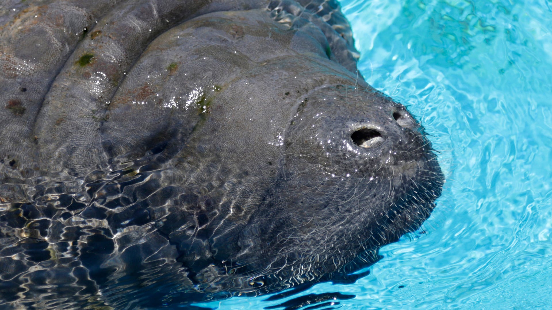 Florida Manatees Back From The Brink Of Extinction Face New Challenge