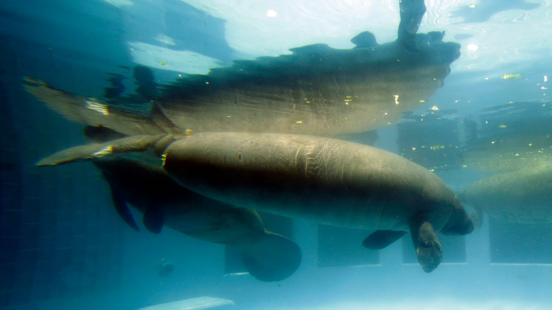 Manatees_Endangered_FNL__6_