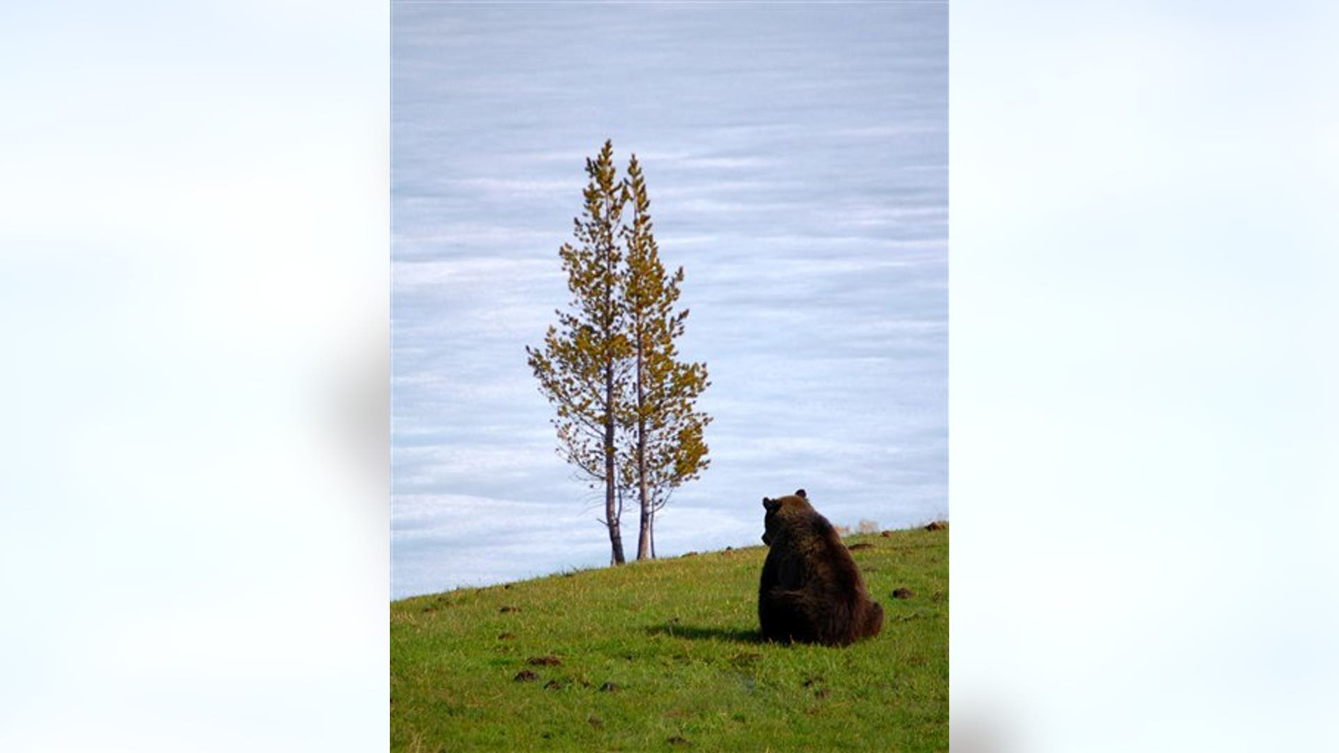 Meditating Bear