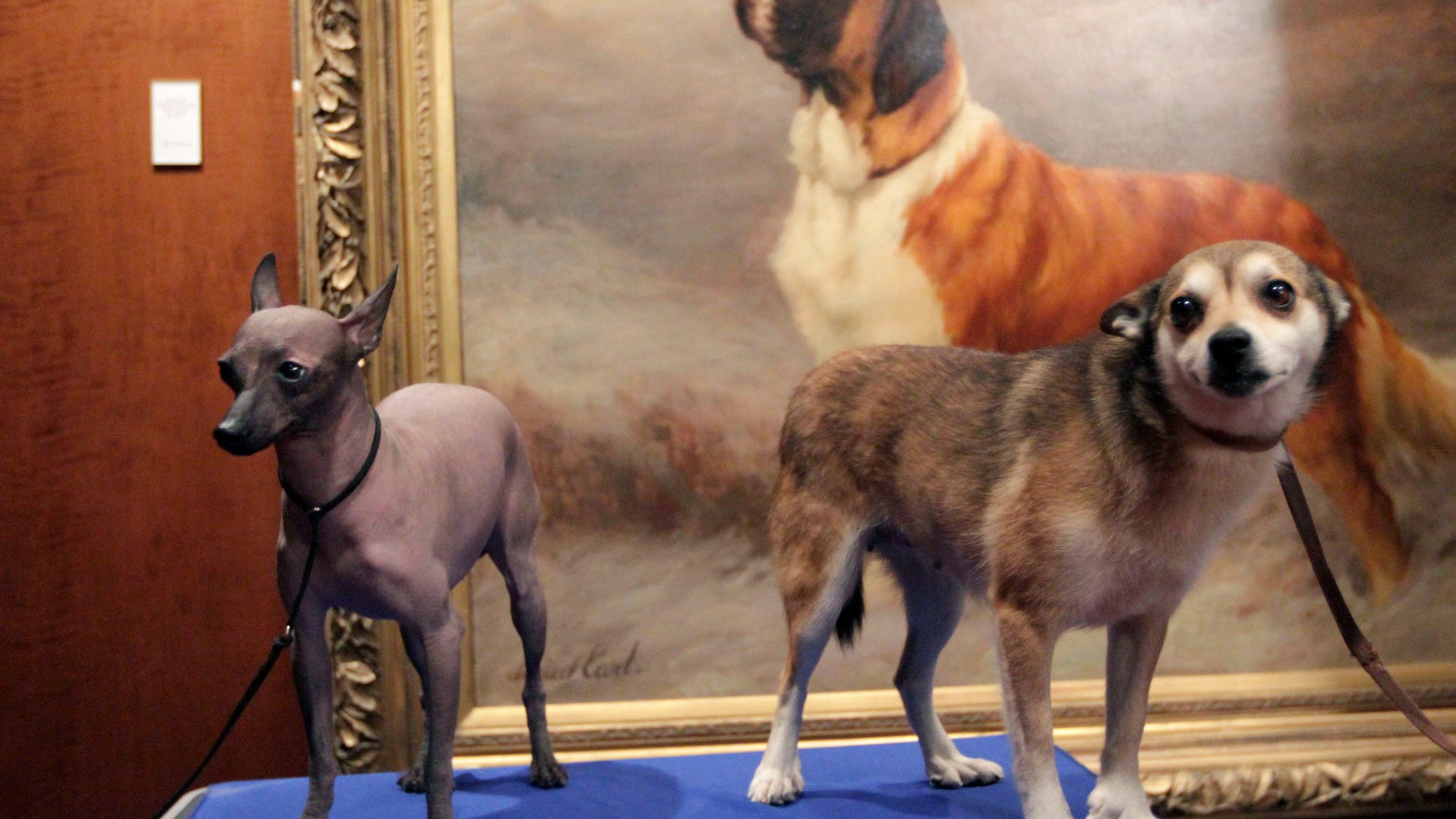 Mexican_Xoloitzcuintli