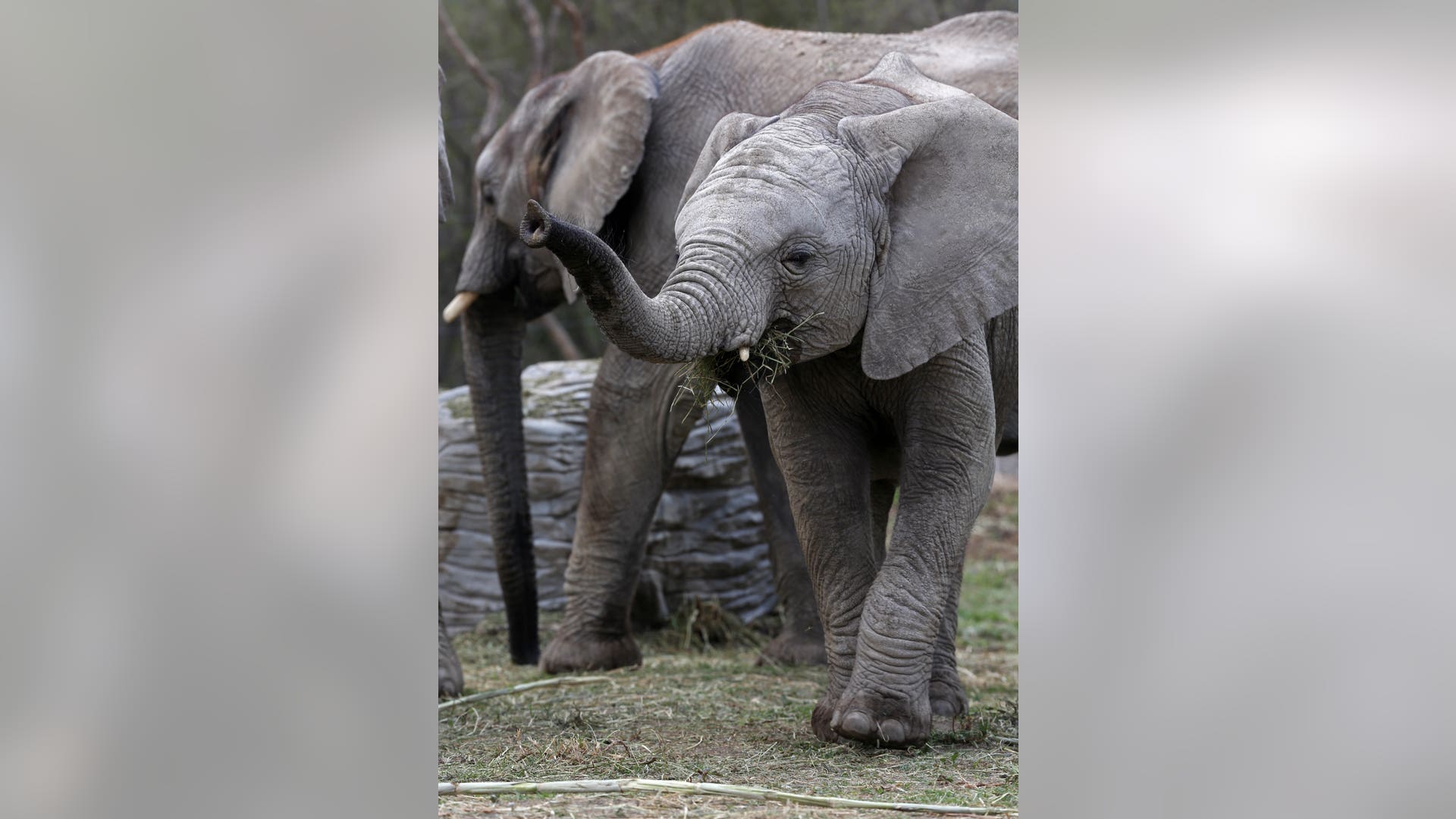 Mexico_Baby_Elephant_4