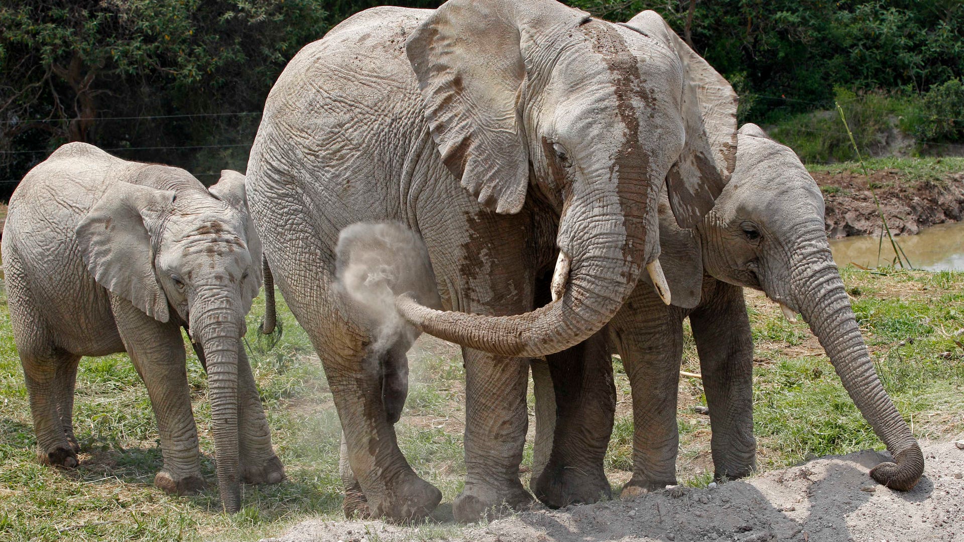 Mexico_Baby_Elephants_2