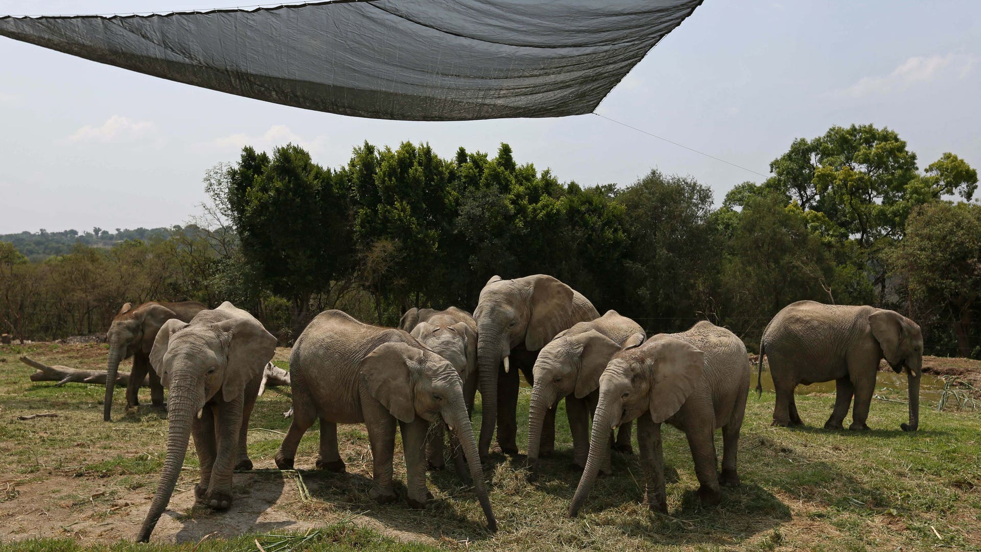 Elephants Find New Home in Mexico