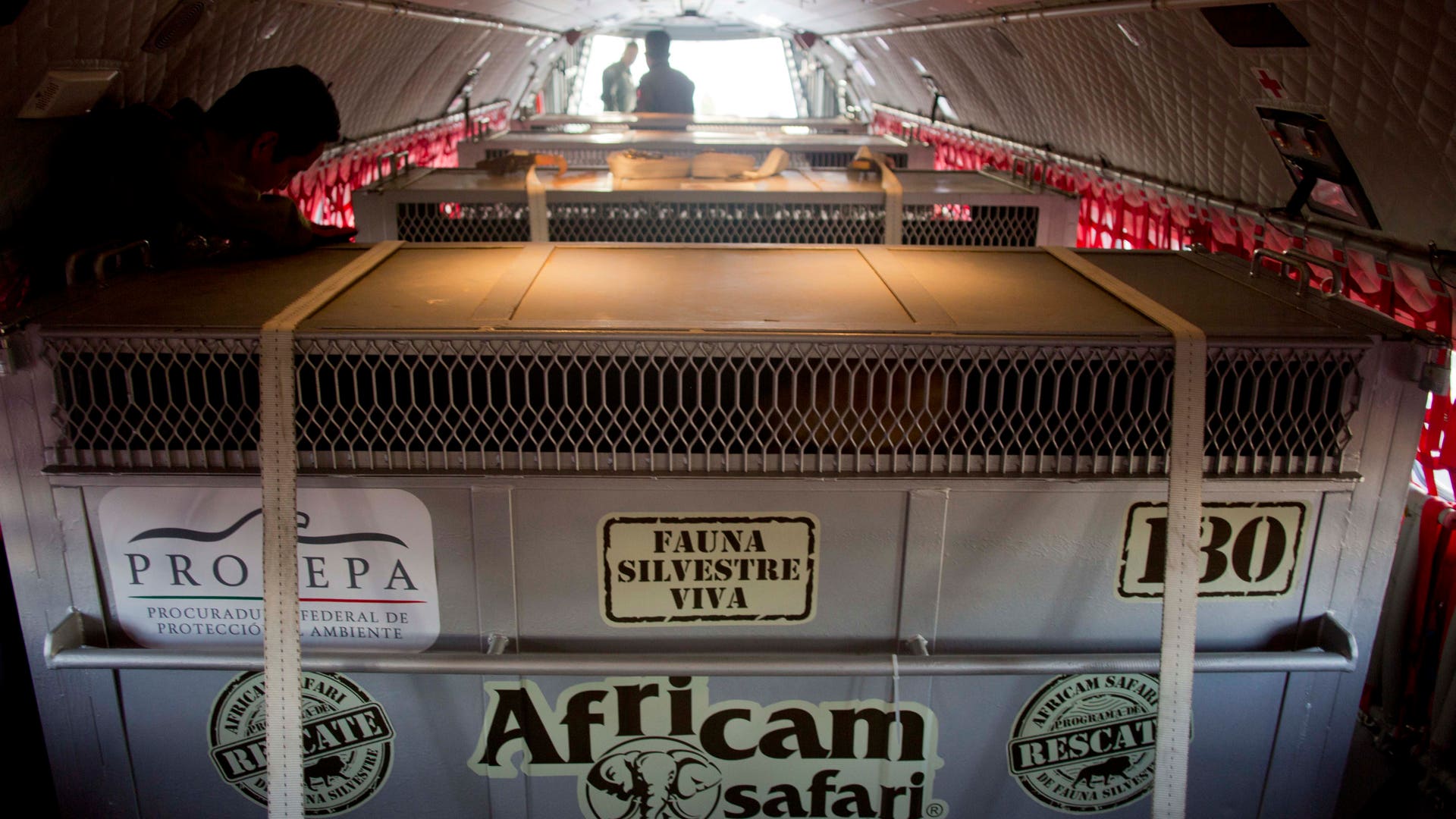 Mexico_US_Animal_Airl_Garc