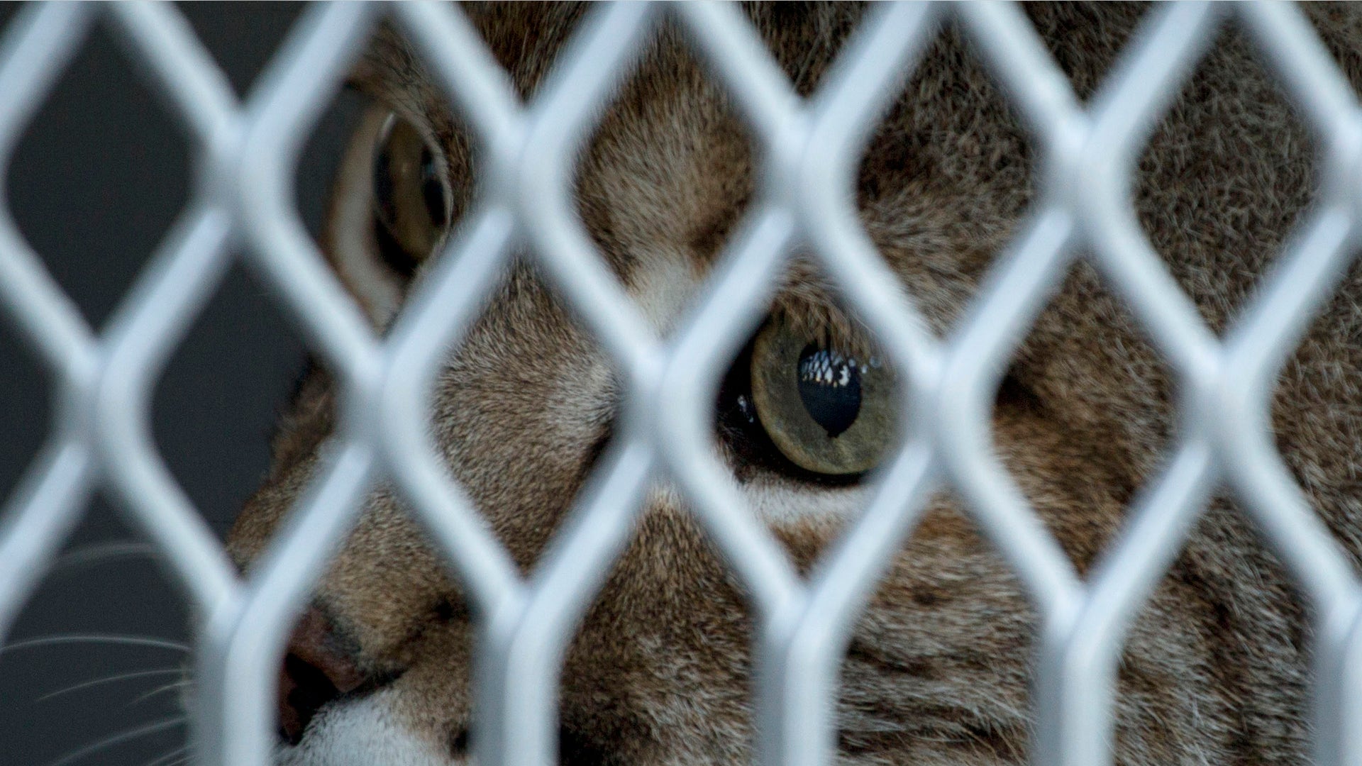 Mexico_US_Animal_Airl_Garc_1_