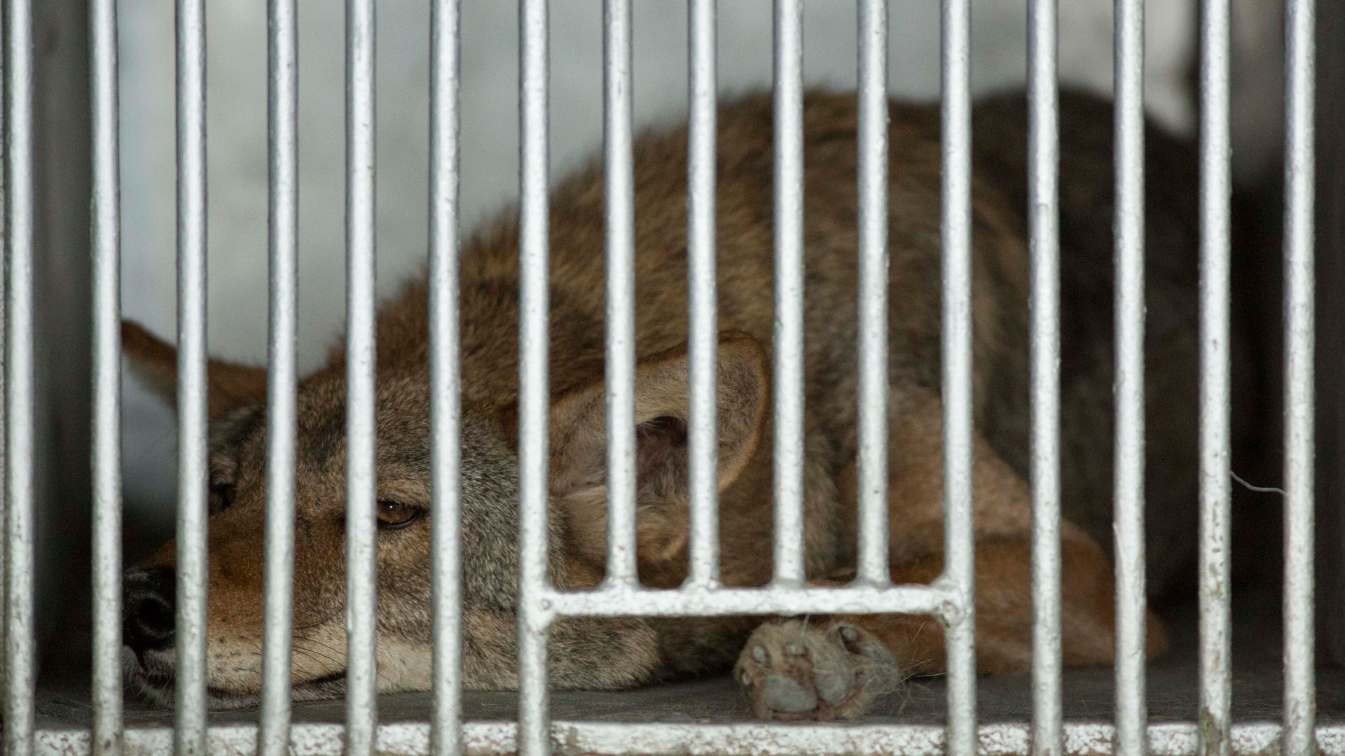 Mexico_US_Animal_Airl_Garc_2_