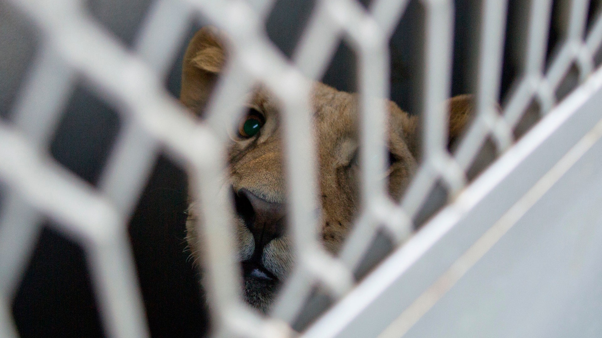 Mexico_US_Animal_Airl_Garc_3_