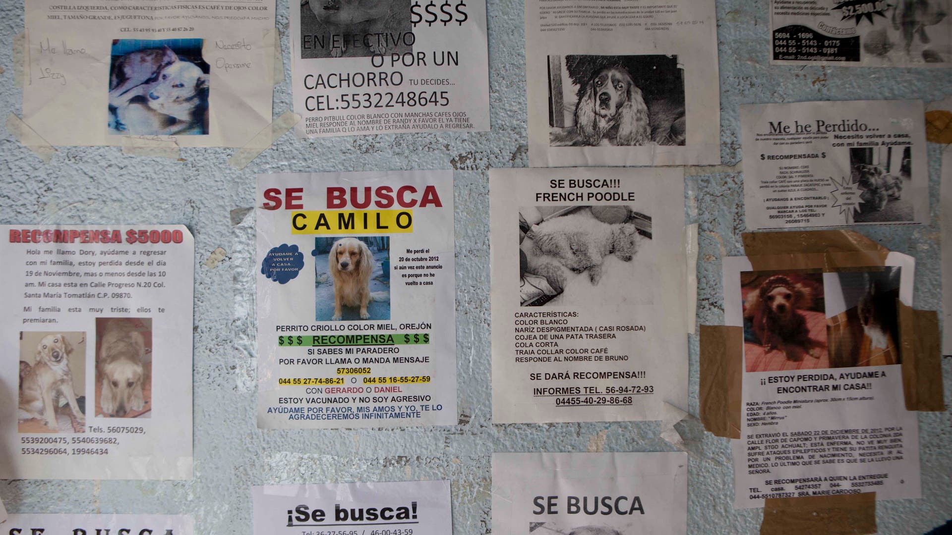 Mexico_Wild_Dog_Killi_Carr