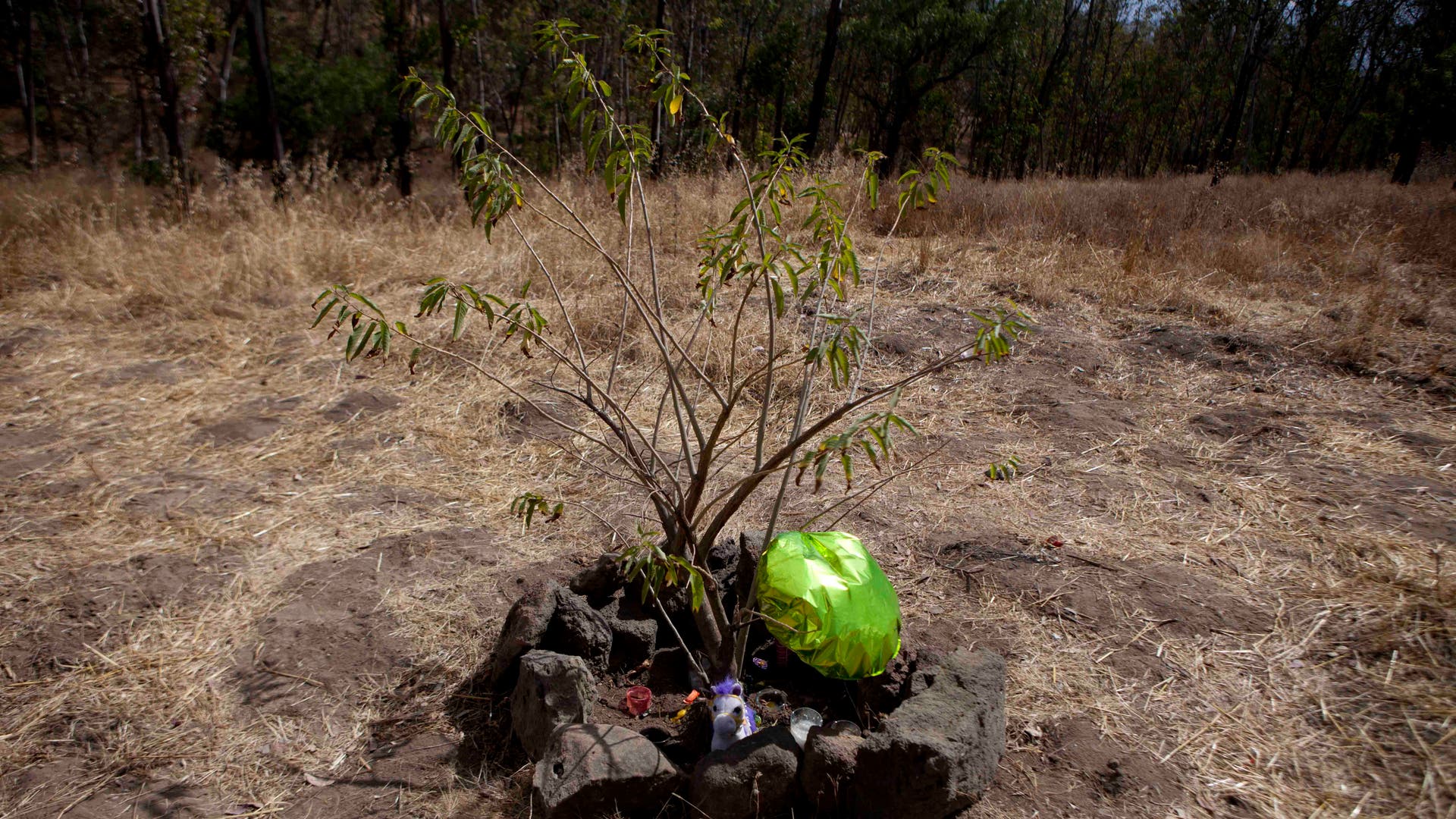 Mexico_Wild_Dog_Killi_Carr_2_