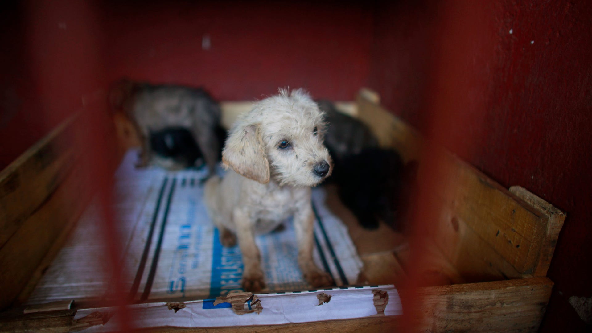 Mexico_Wild_Dogs_Kill_Carr